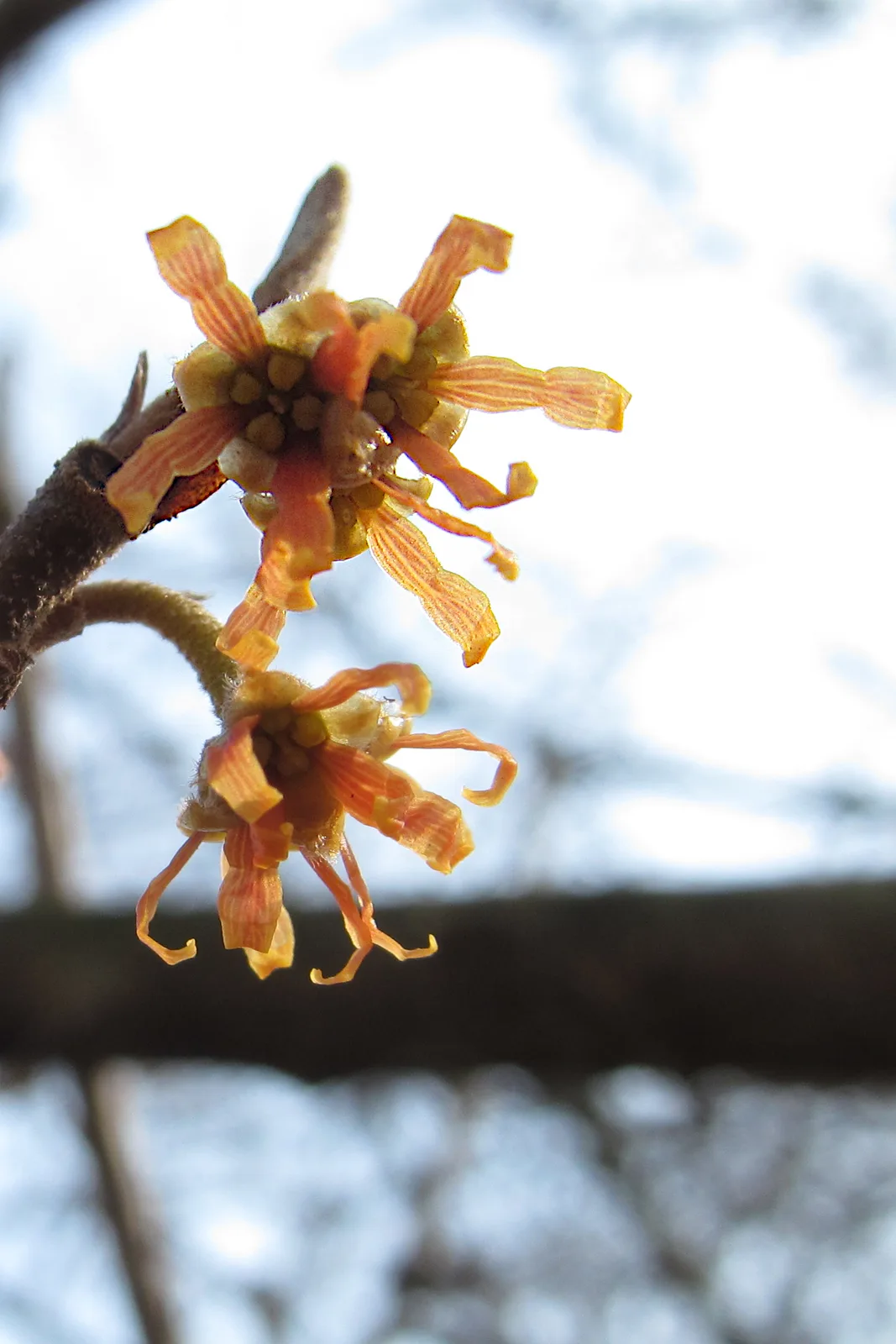 Ozark Witch Hazel