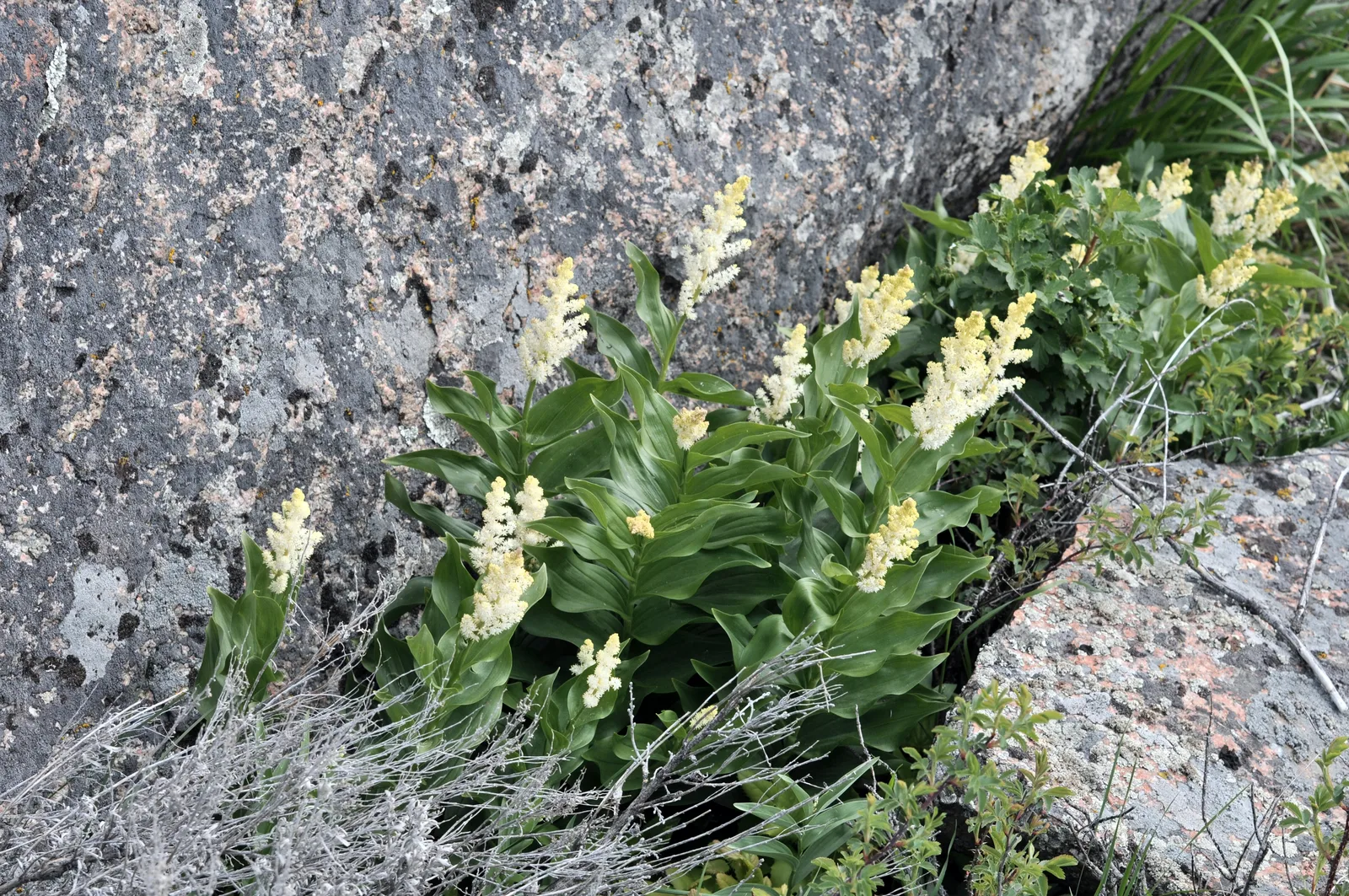 False Solomons Seal (Maianthemum racemosum)