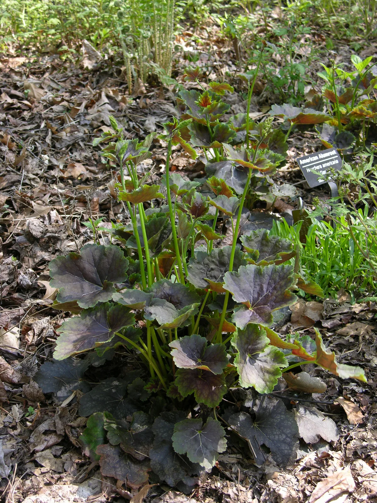 Alumroot (Heuchera americana)