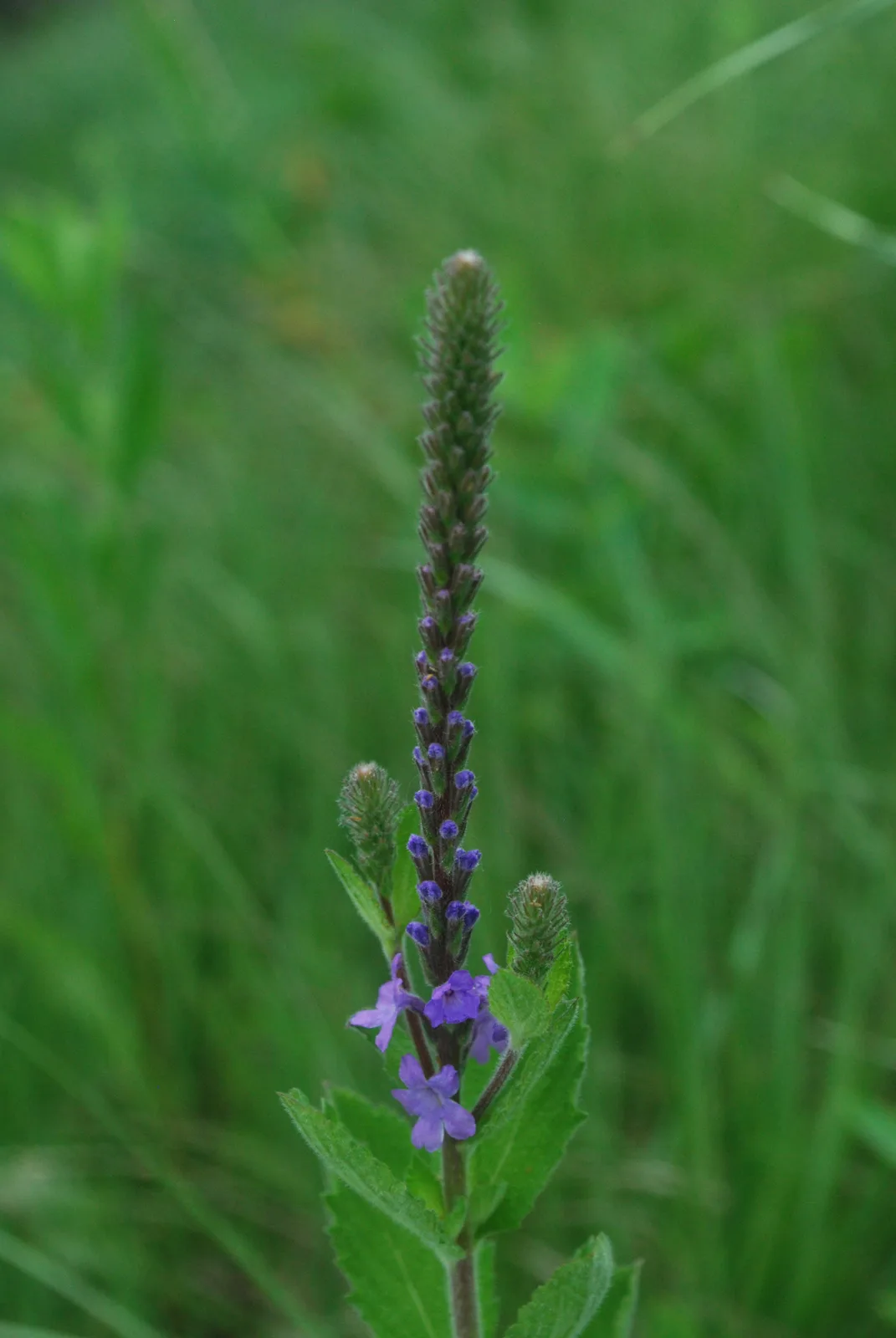 Hoary Vervain (Verbena stricta)