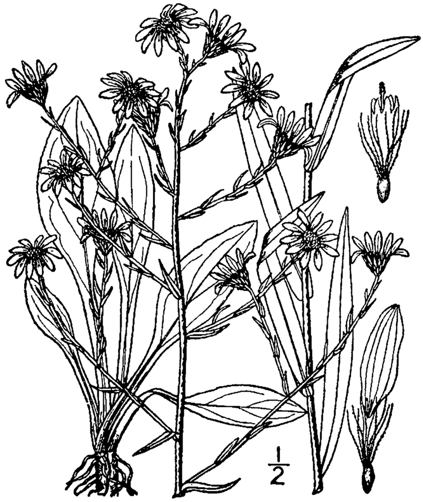 Smooth Blue Aster (Symphyotrichum laeve)