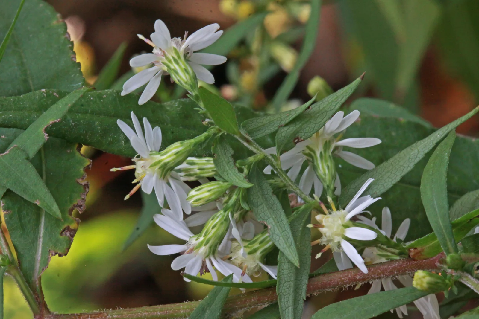Calico Aster (Symphyotrichum lateriflorum)
