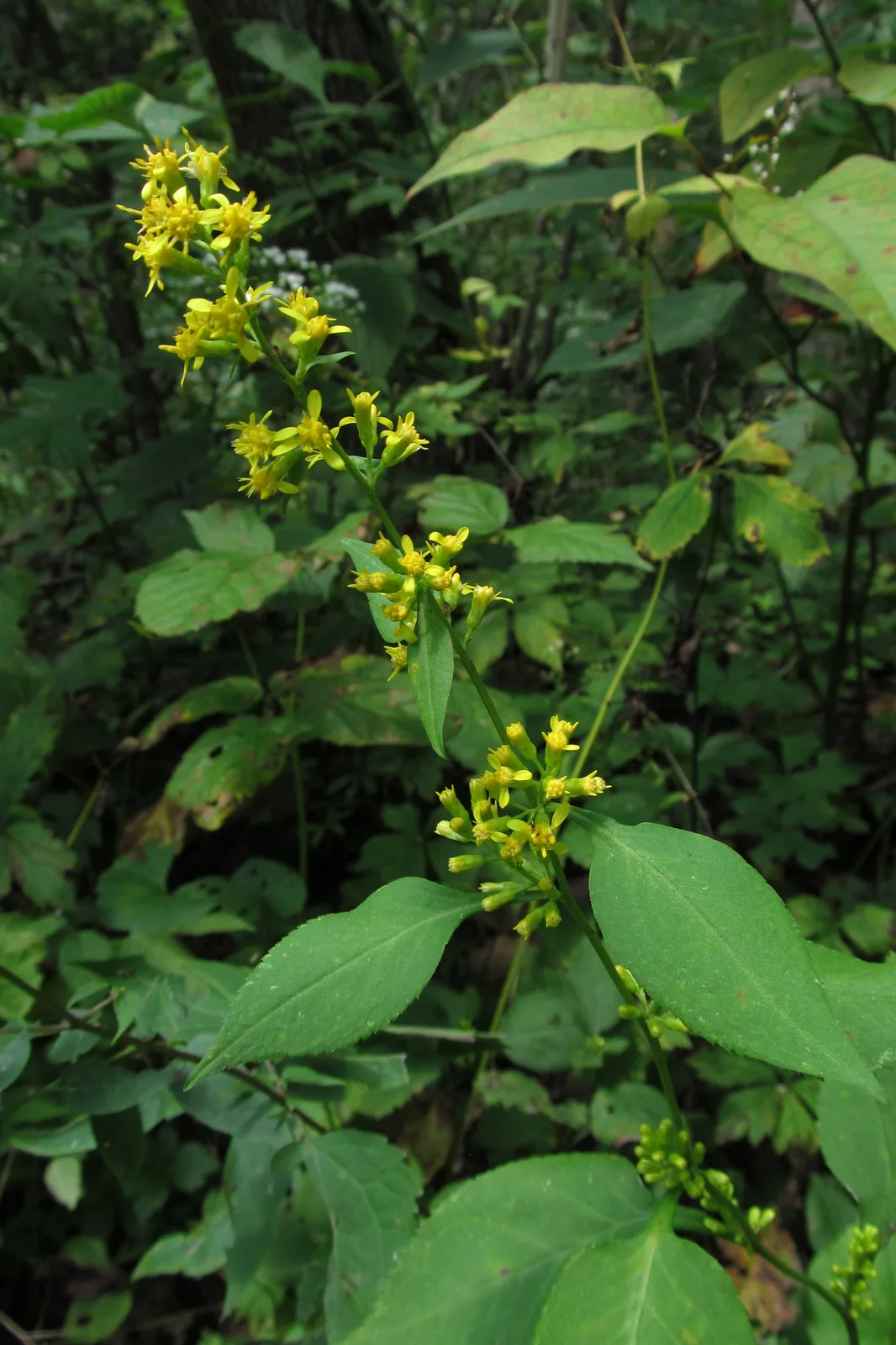 Zigzag Goldenrod (Solidago flexicaulis)