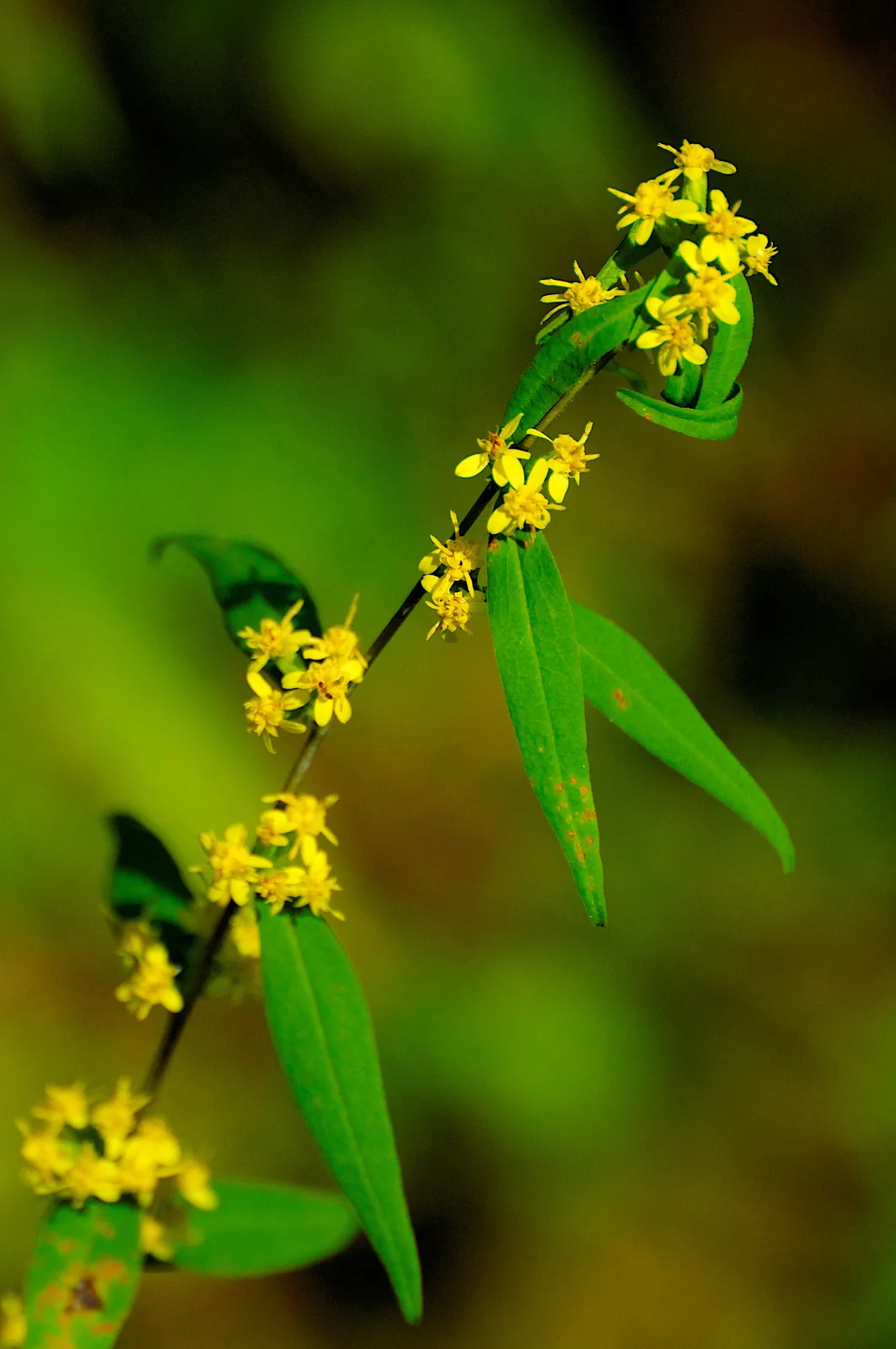 Blue-stemmed Goldenrod (Solidago caesia)