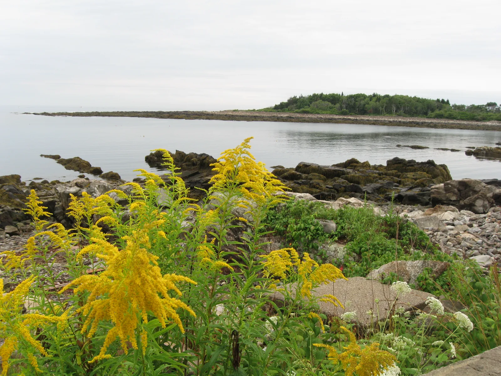 Gray Goldenrod (Solidago nemoralis)