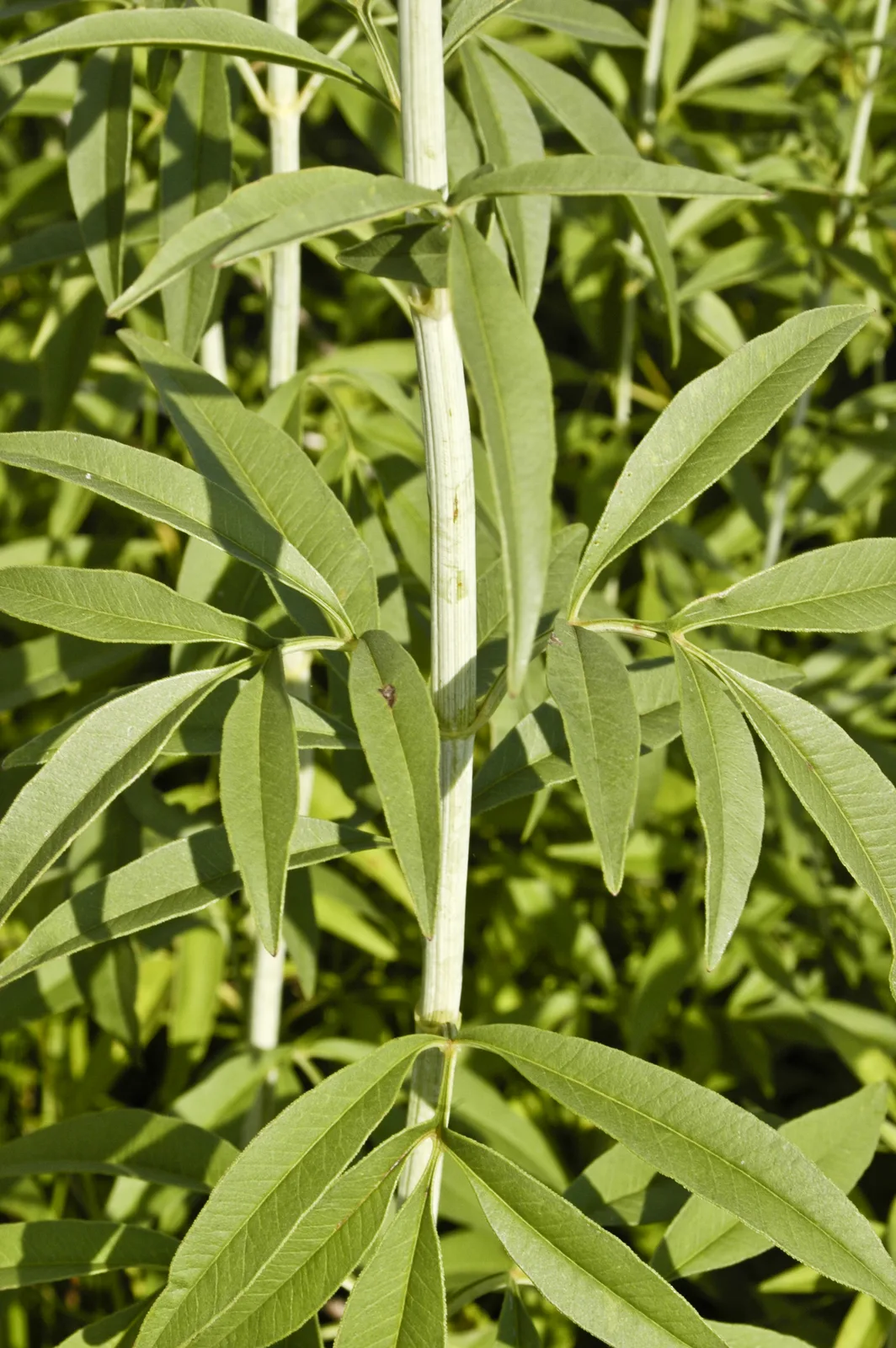 Tall Coreopsis
