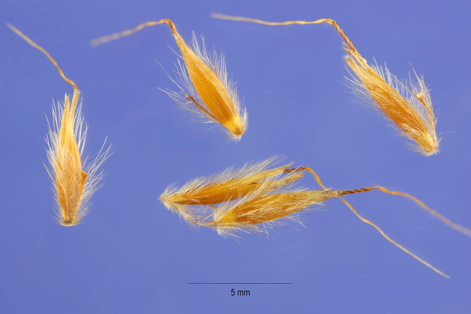 Indiangrass