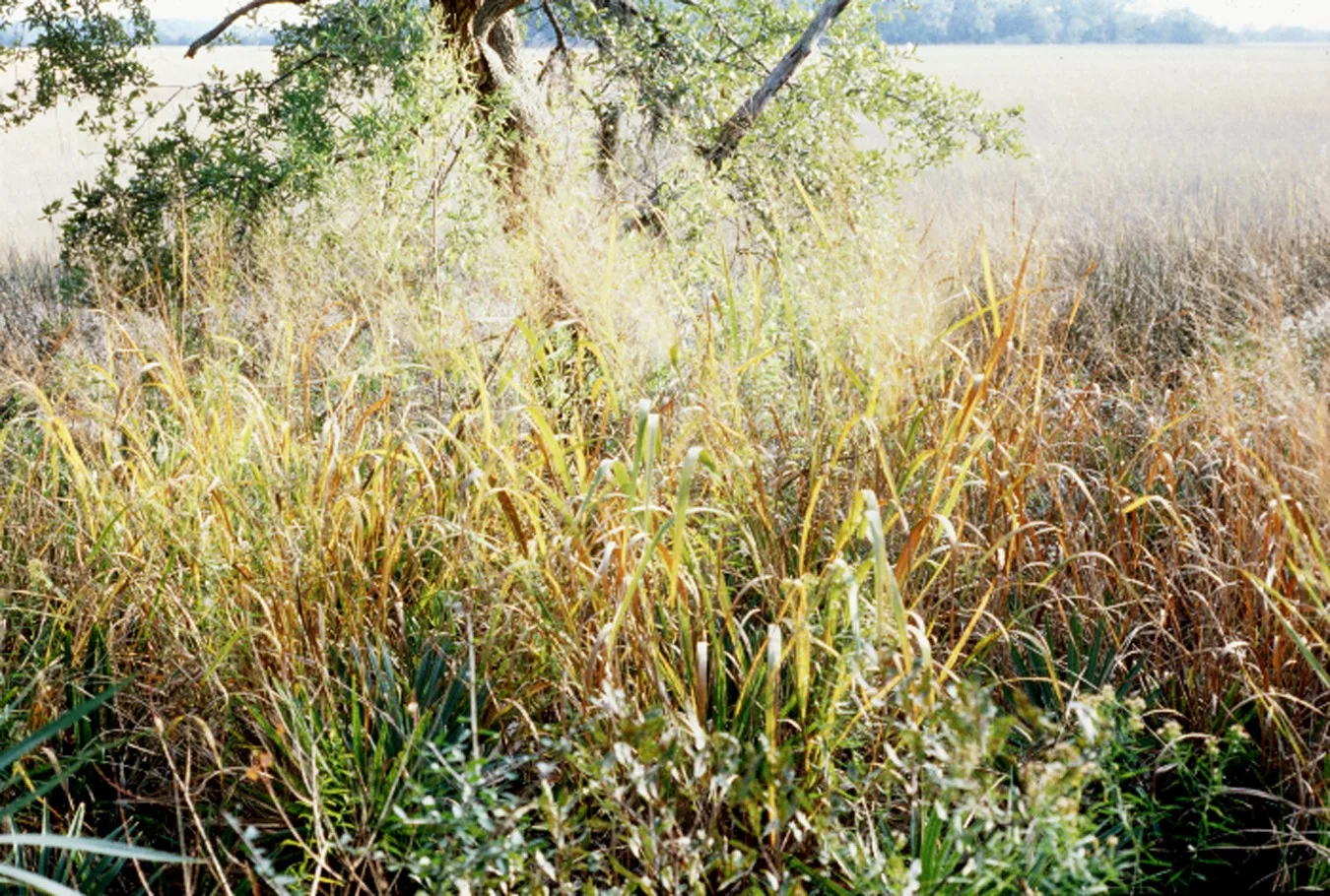 Switchgrass (Panicum virgatum)