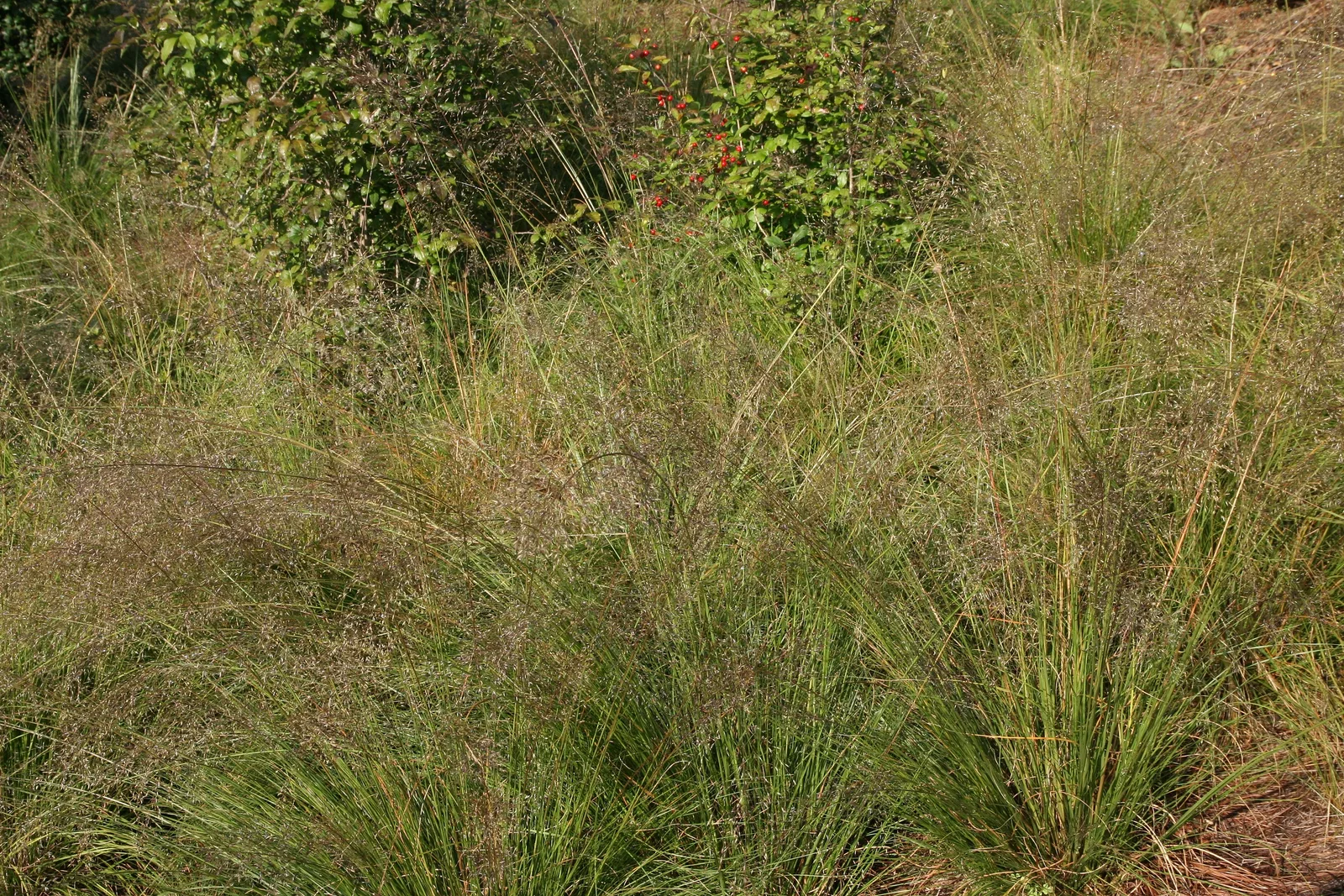 Prairie Dropseed
