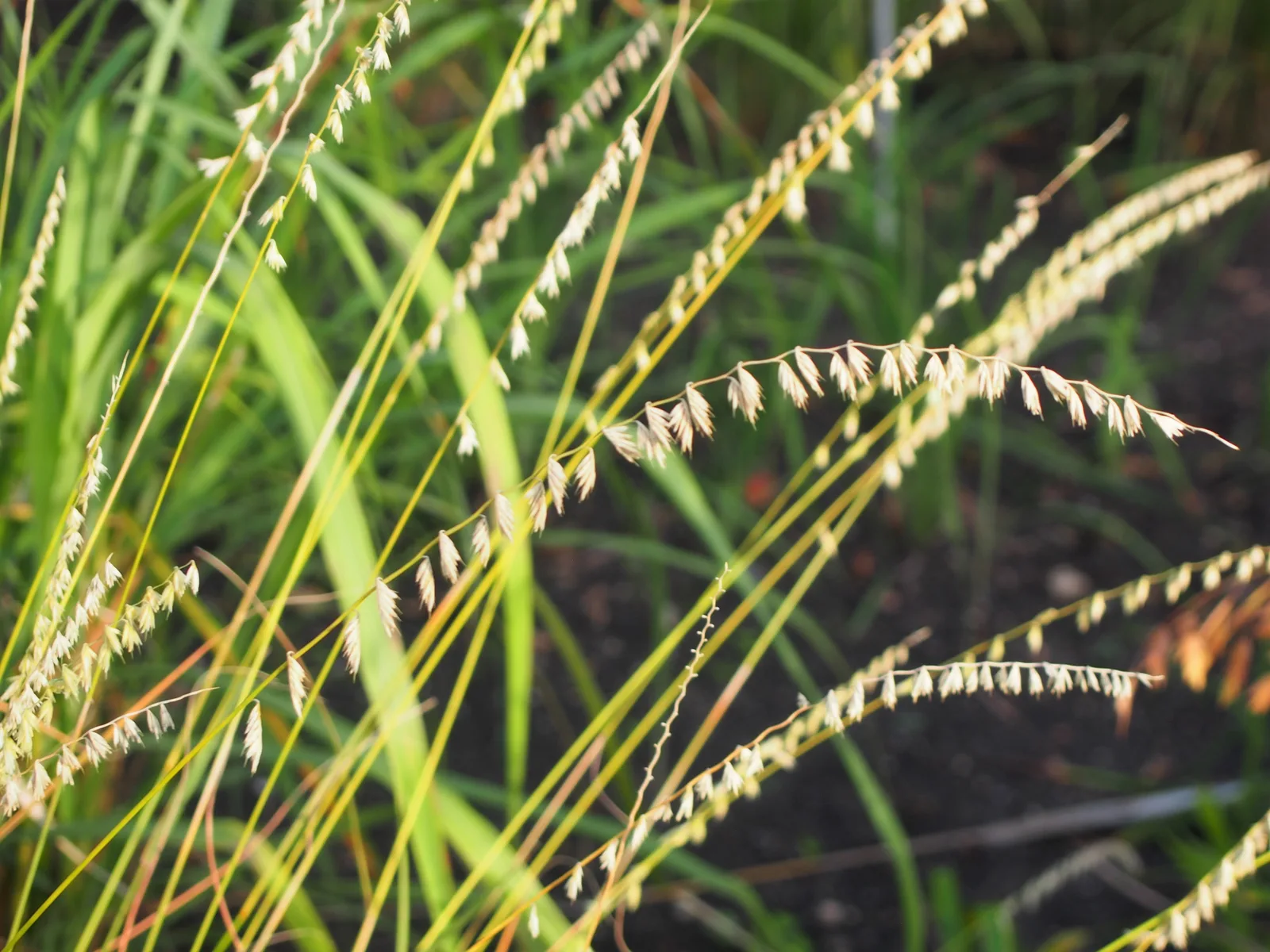 Sideoats Grama