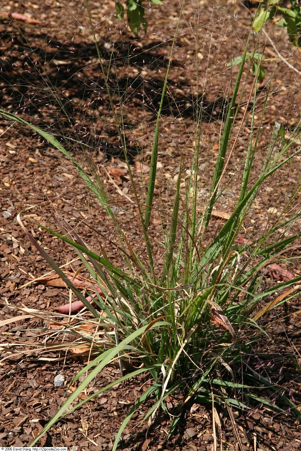 Purple Lovegrass (Eragrostis spectabilis)
