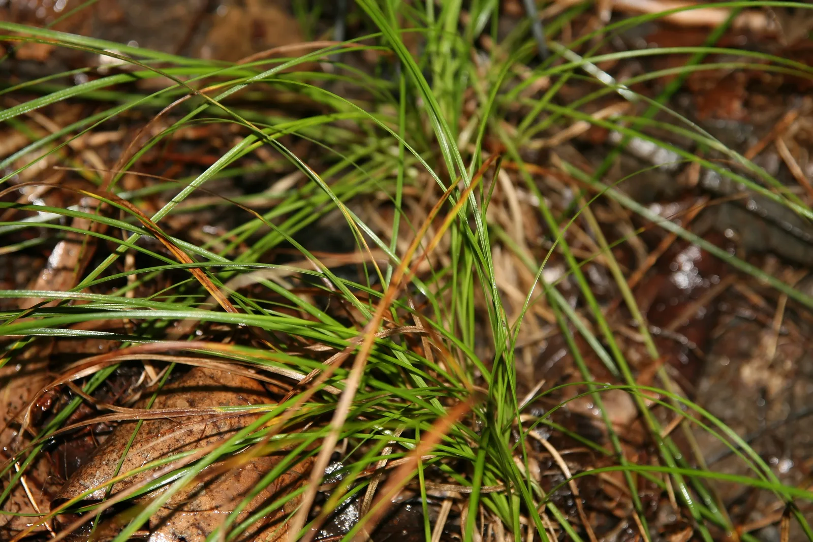 Pennsylvania Sedge