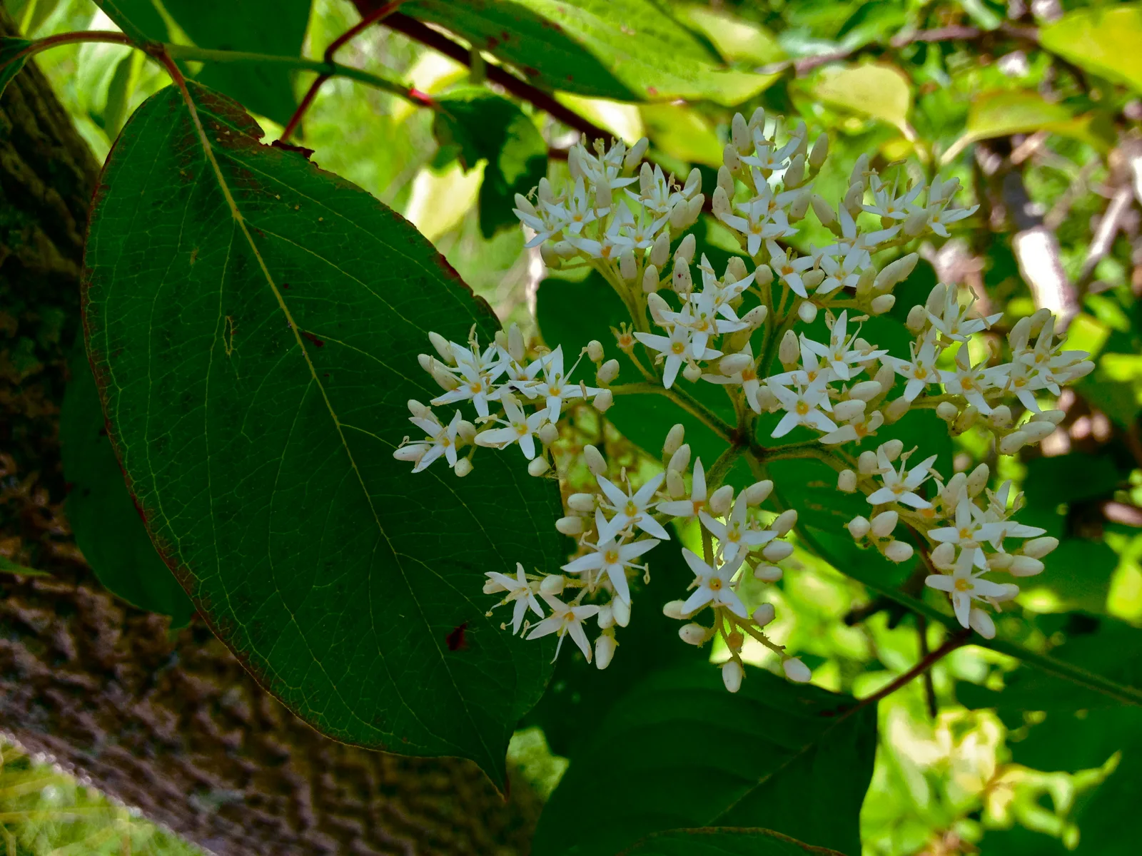 Silky Dogwood