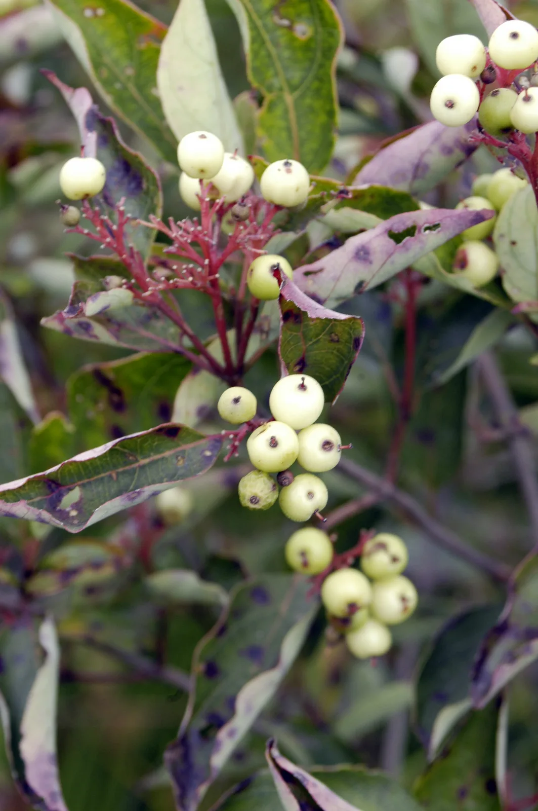 Gray Dogwood (Cornus racemosa)