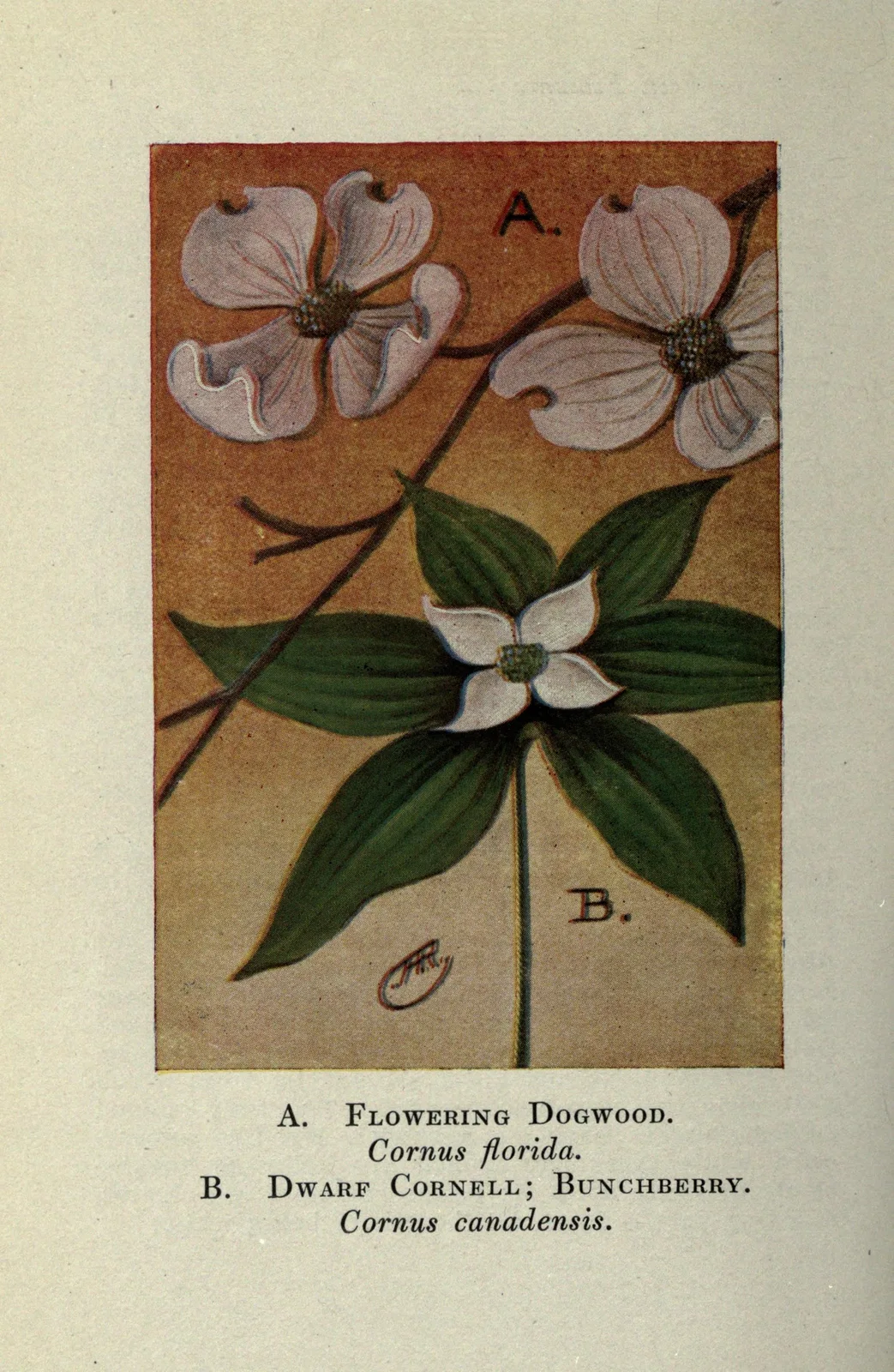 Bunchberry (Cornus canadensis)