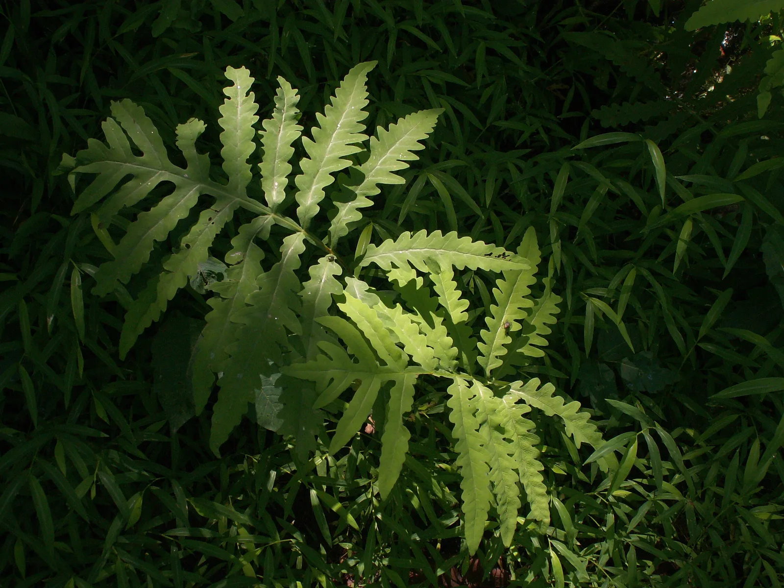 Sensitive Fern