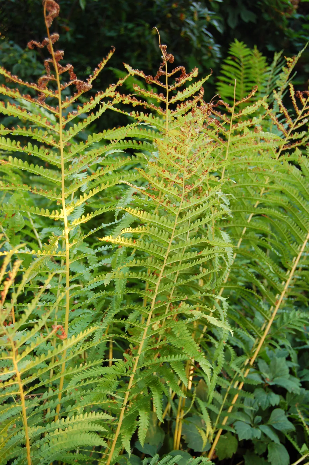 Cinnamon Fern (Osmundastrum cinnamomeum)