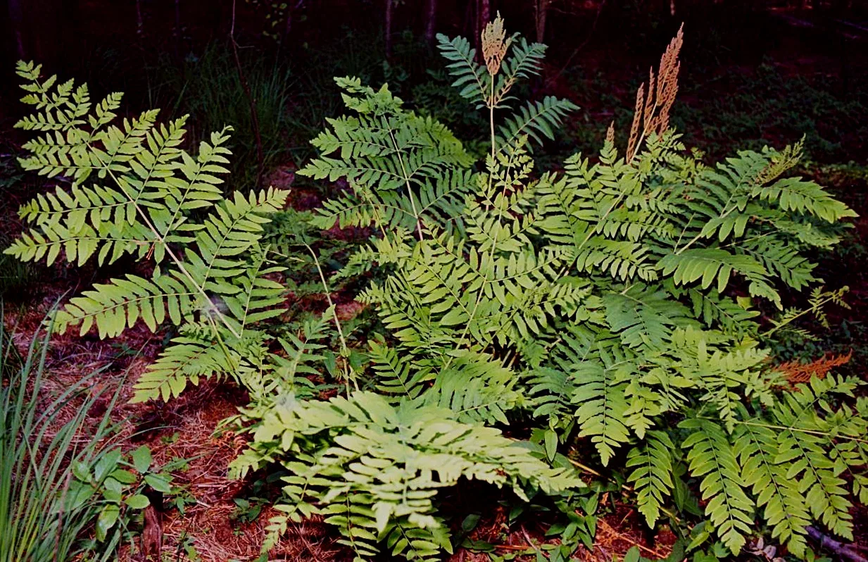 Royal Fern (Osmunda regalis)