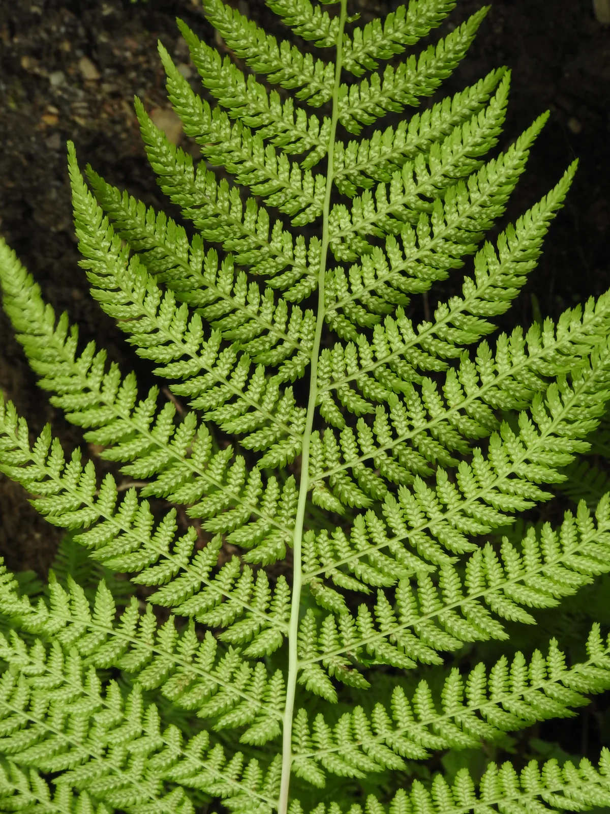 Lady Fern