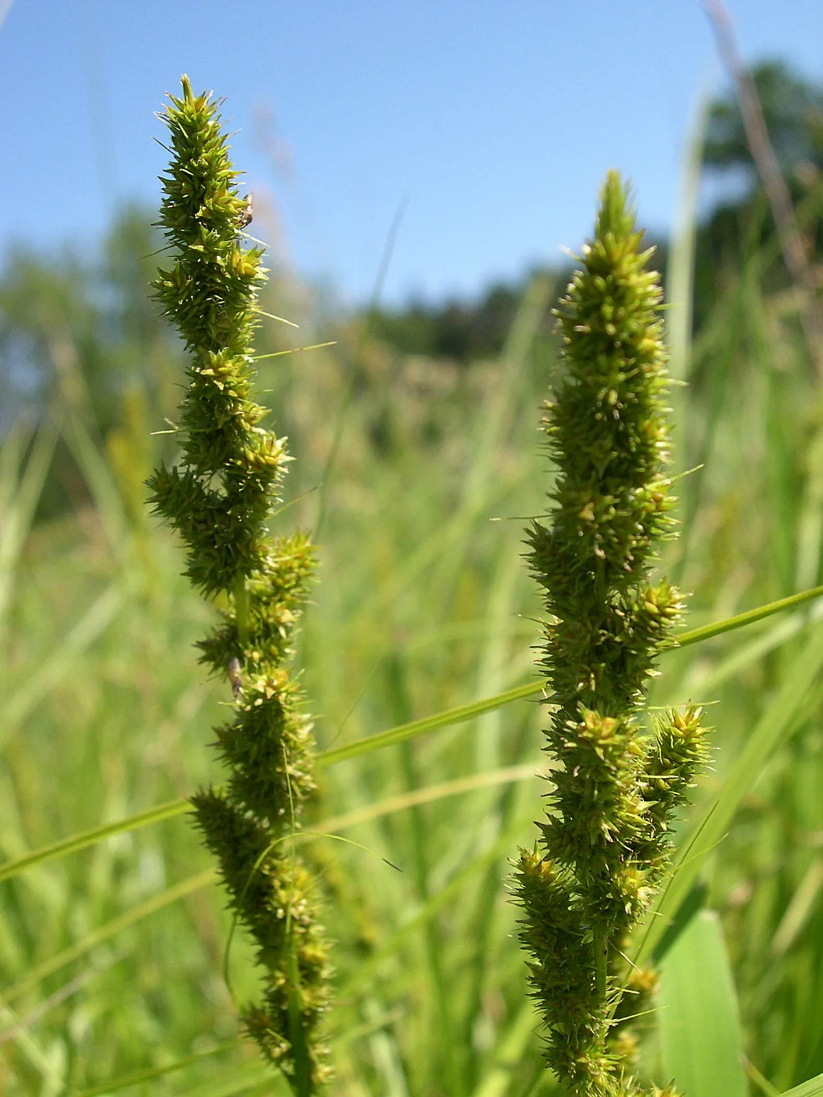 Fox Sedge (Carex vulpinoidea)
