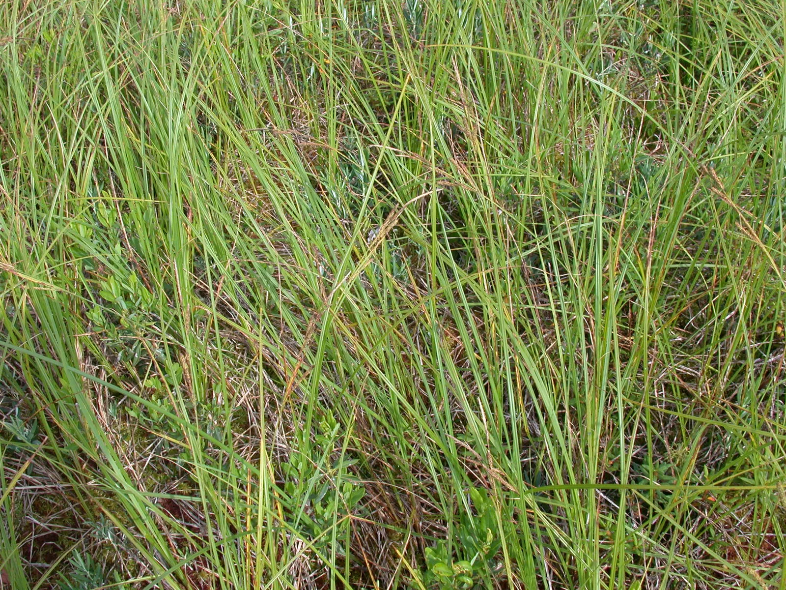 Tussock Sedge (Carex stricta)