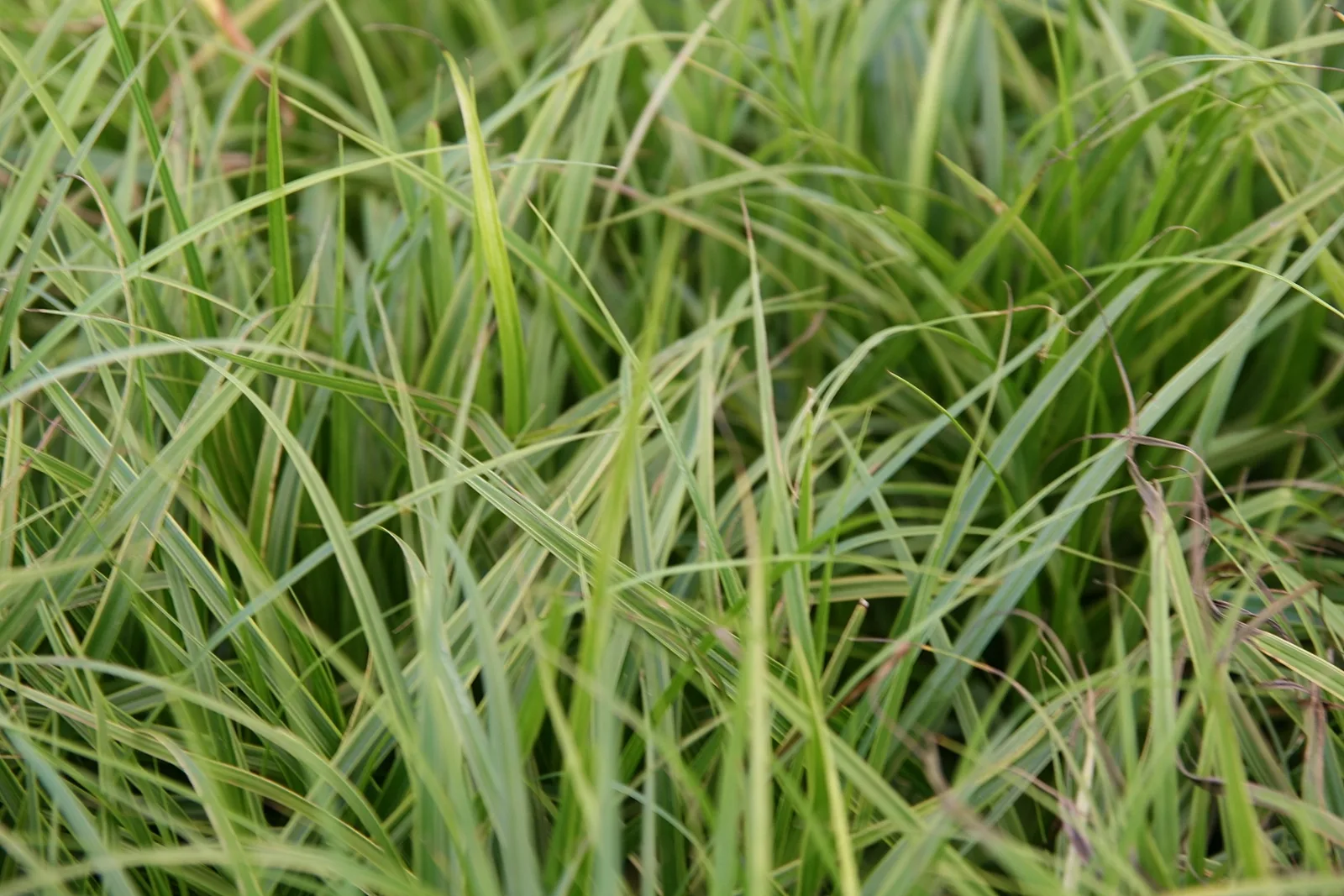 Palm Sedge (Carex muskingumensis)