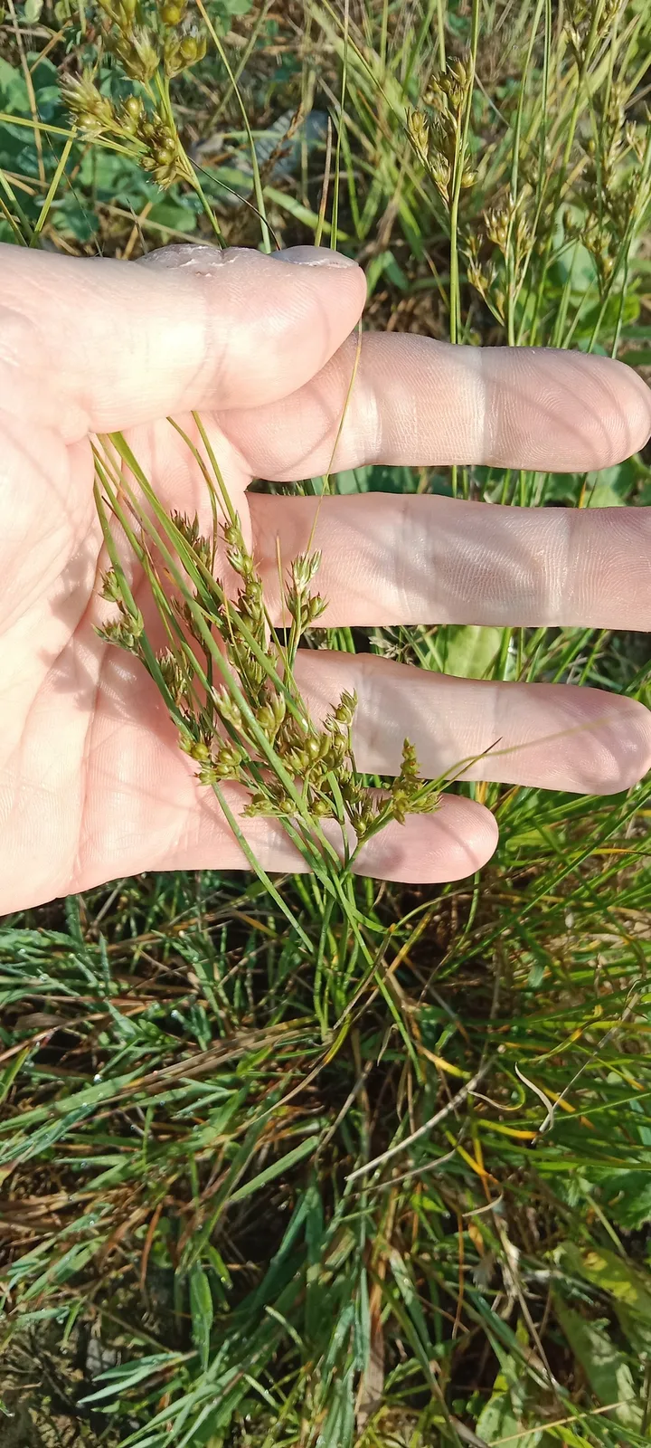 Path Rush (Juncus tenuis)