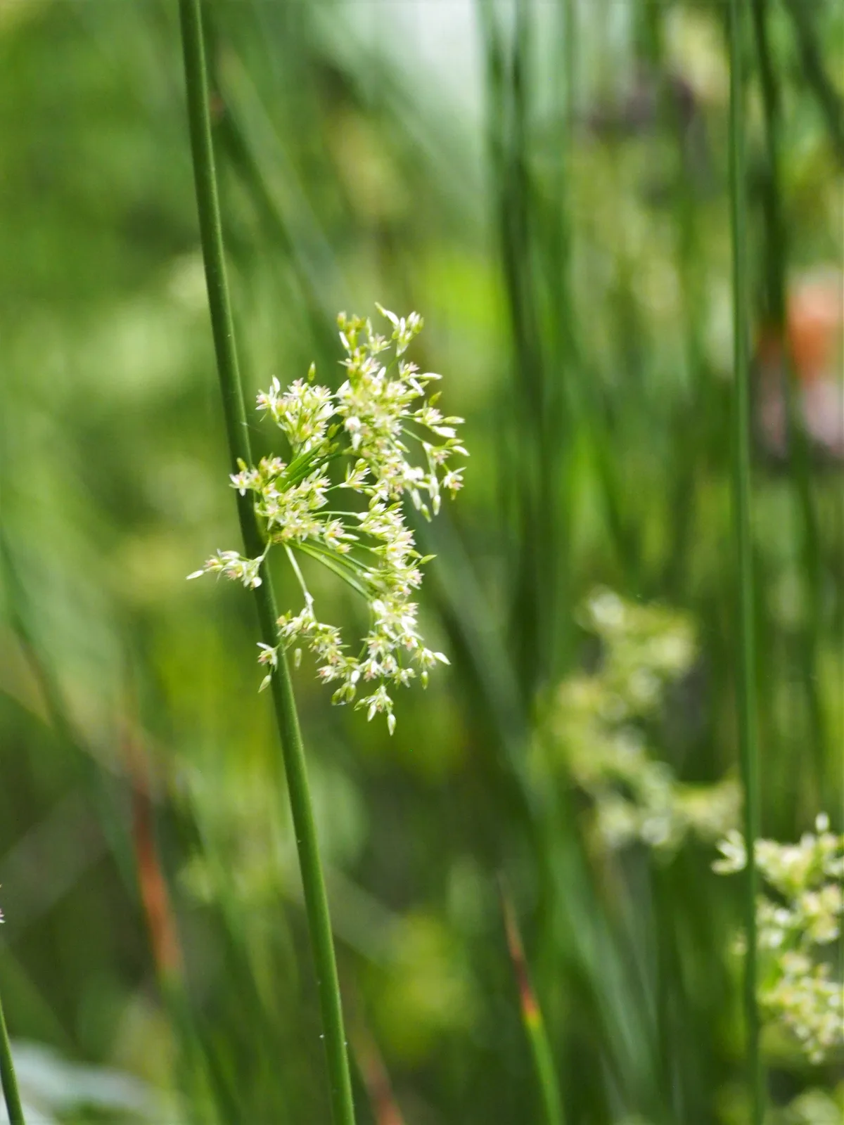 Common Rush