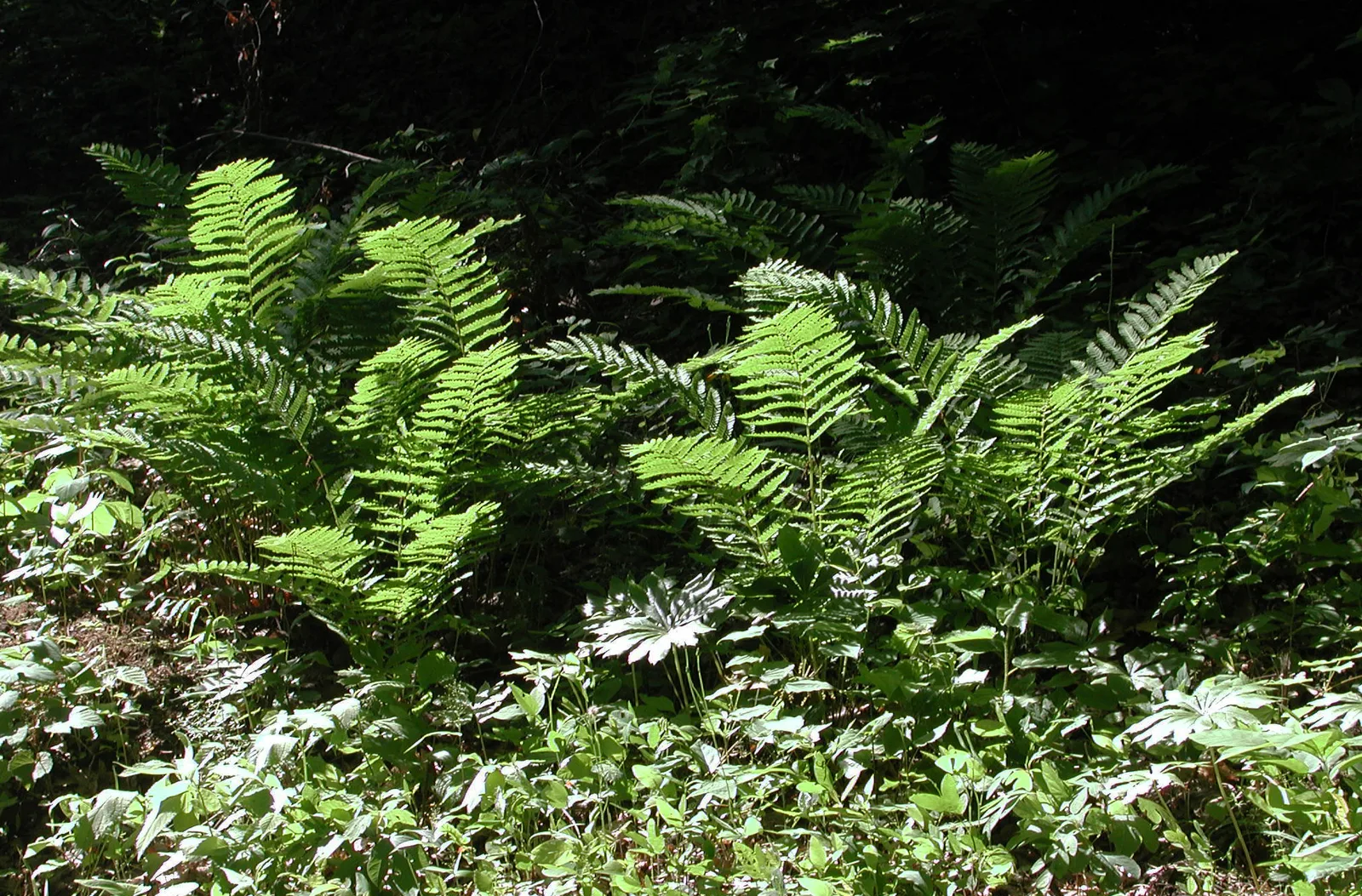 Interrupted Fern (Osmunda claytoniana)