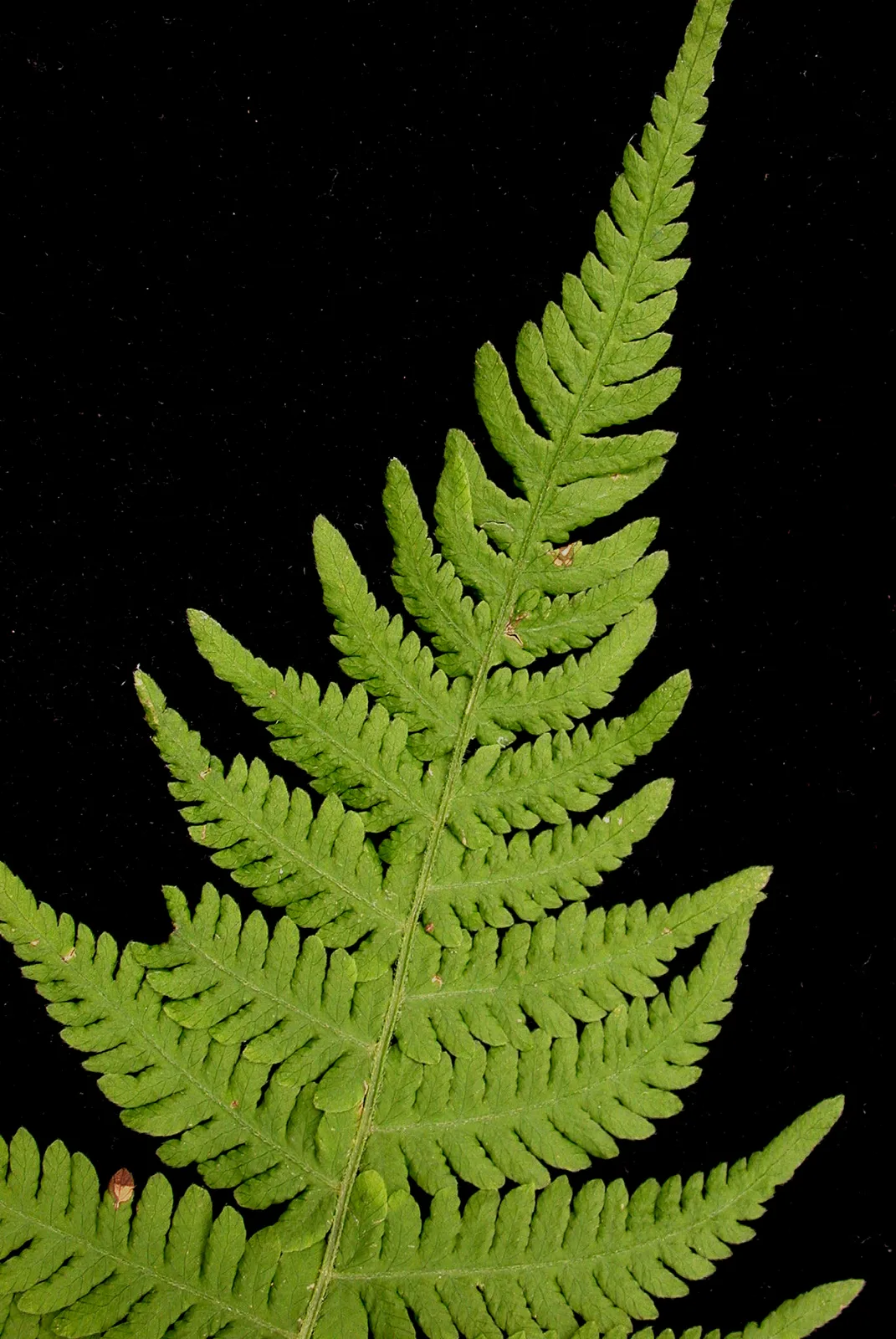 New York Fern (Parathelypteris noveboracensis)
