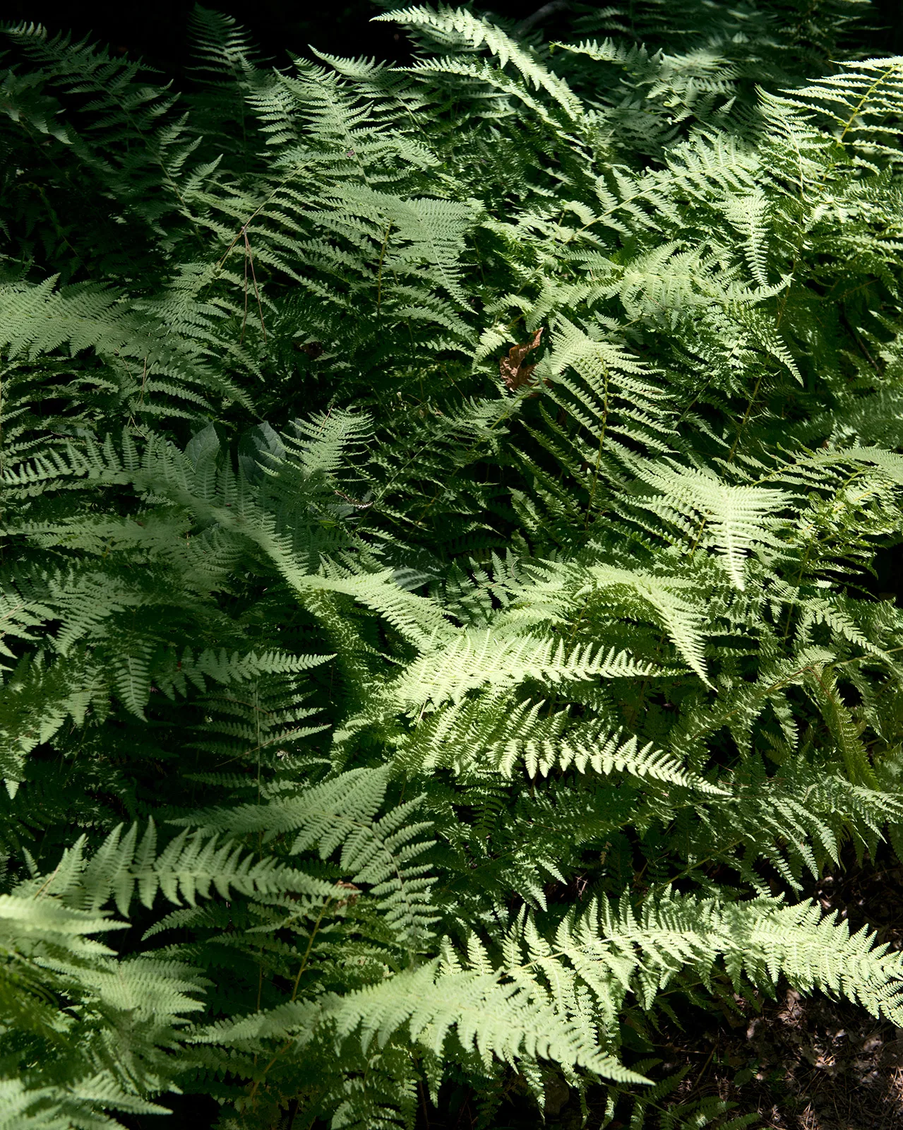 Hay-scented Fern (Dennstaedtia punctilobula)