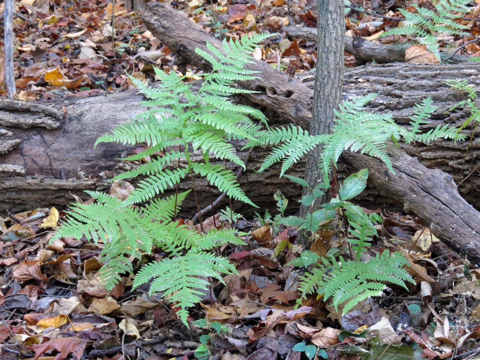 Broad Beech Fern (Phegopteris hexagonoptera)