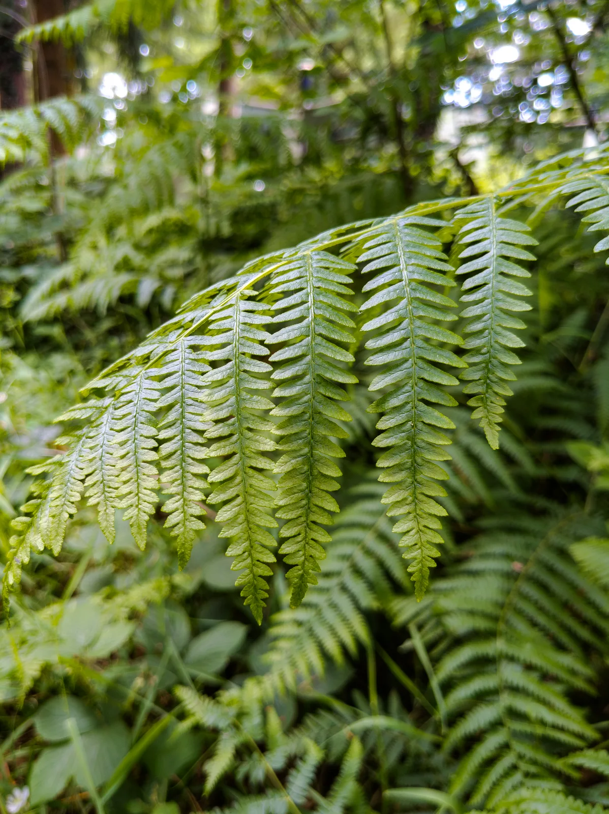 Bracken Fern (Pteridium aquilinum)