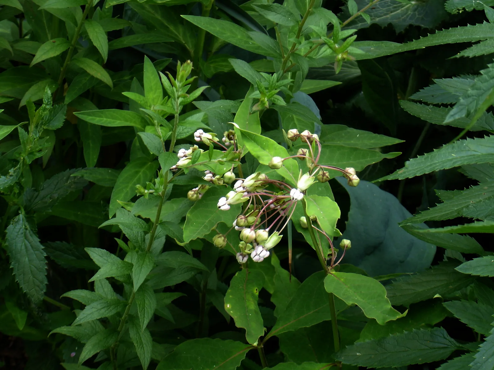 Poke Milkweed