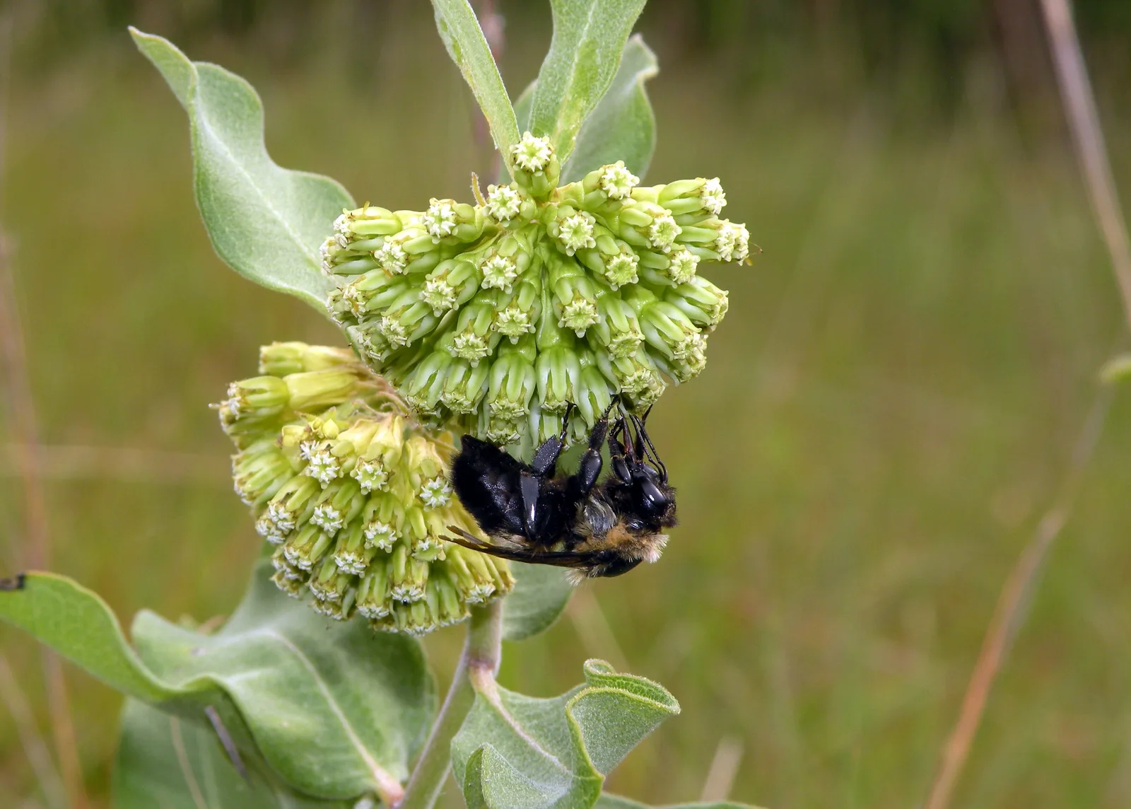 Green Milkweed