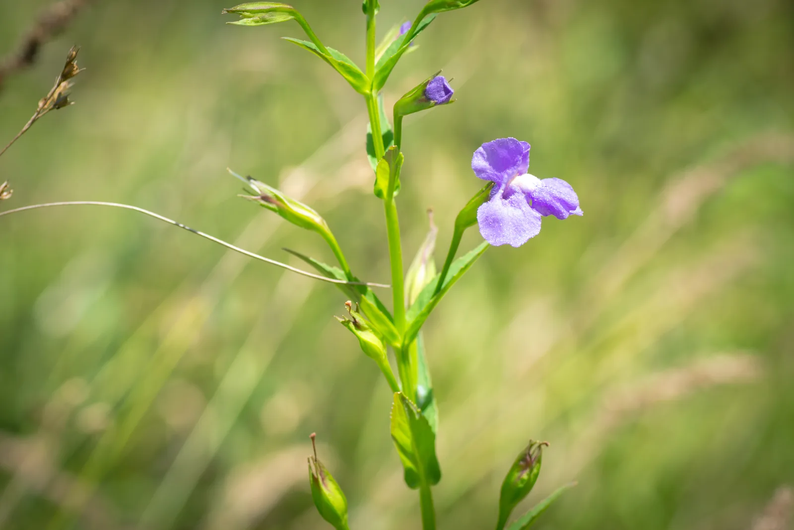 Allegheny Monkeyflower (Mimulus ringens)