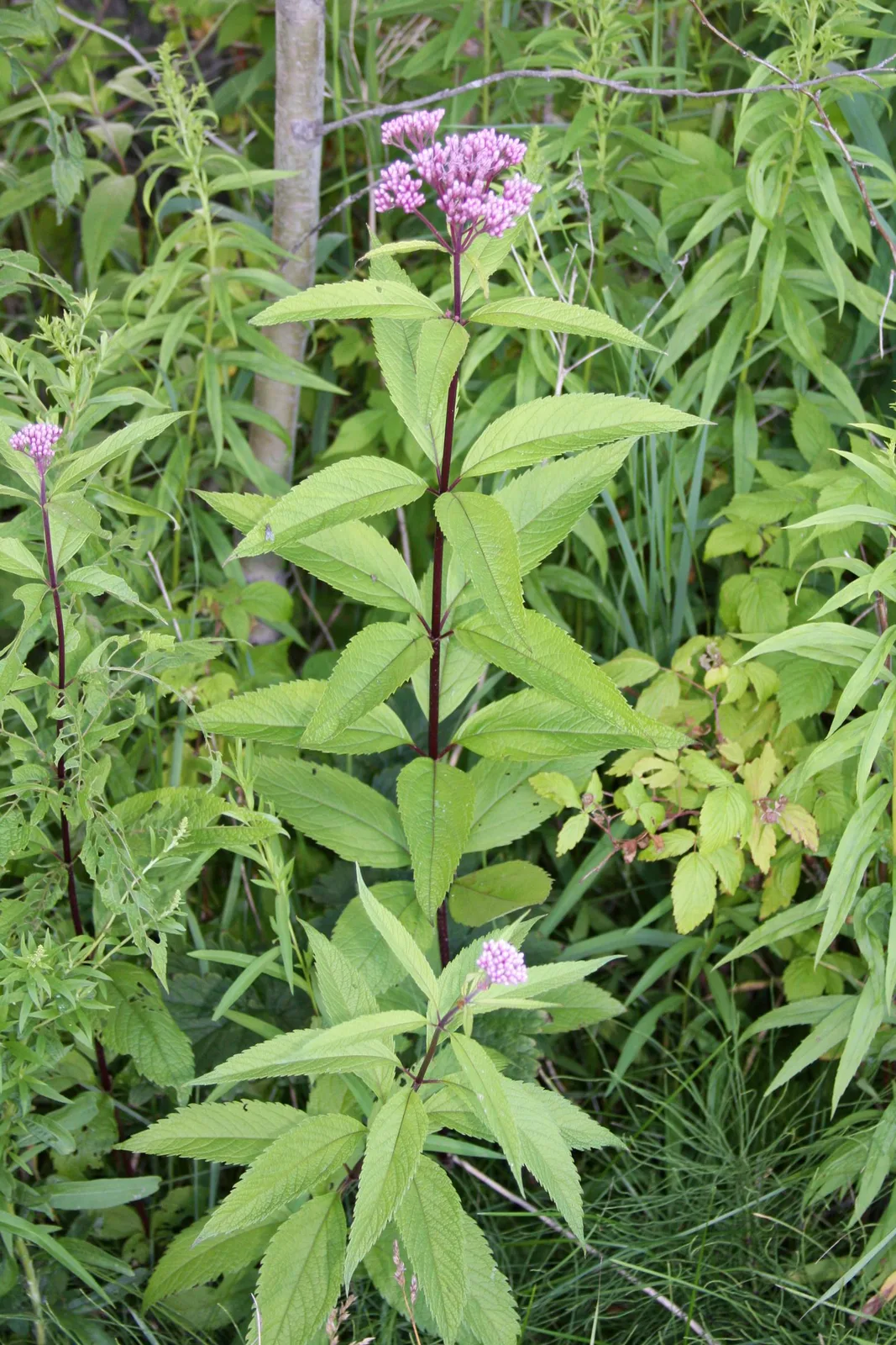 Spotted Joe Pye Weed (Eutrochium maculatum)