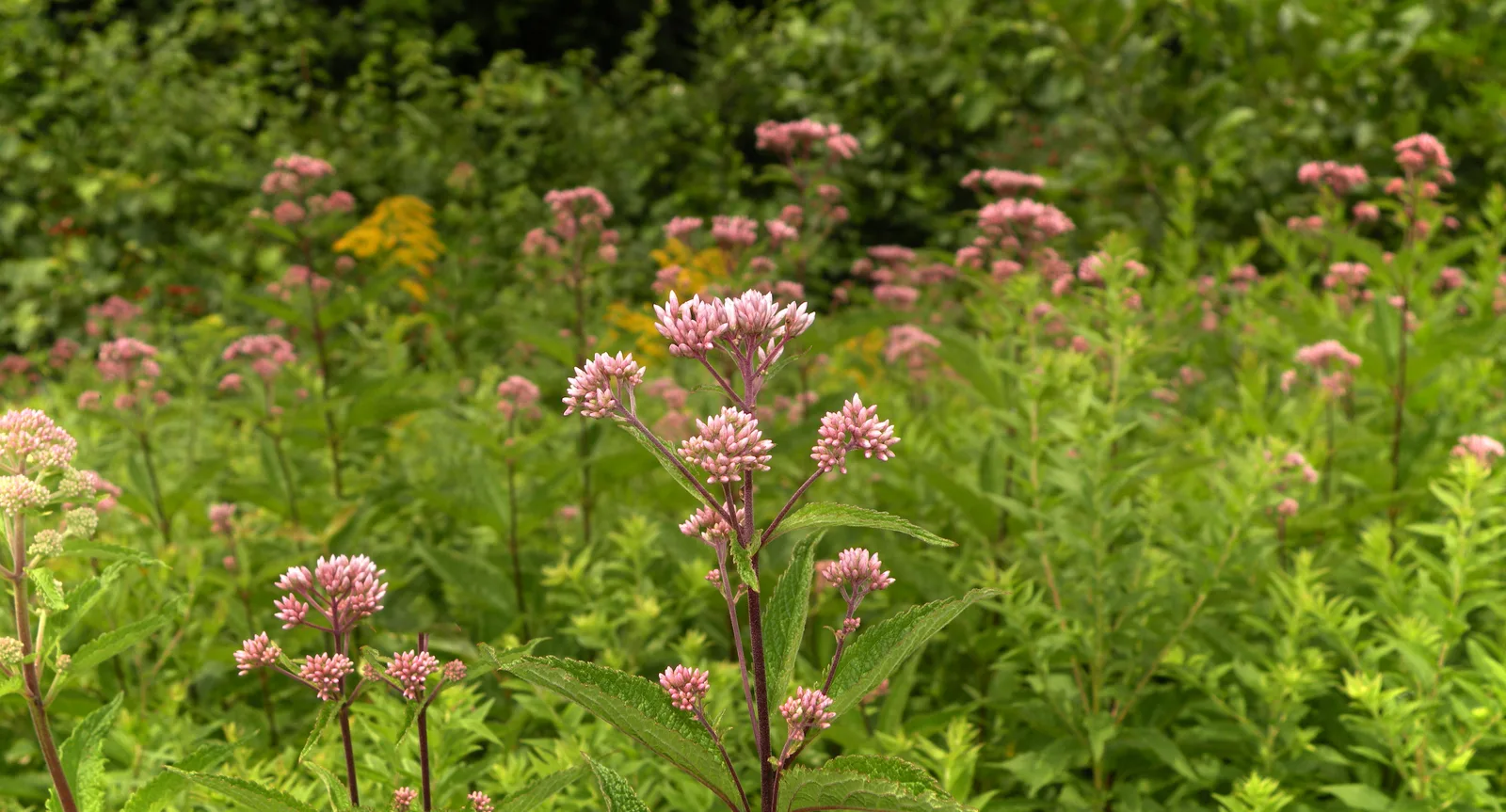 Hollow Joe Pye Weed