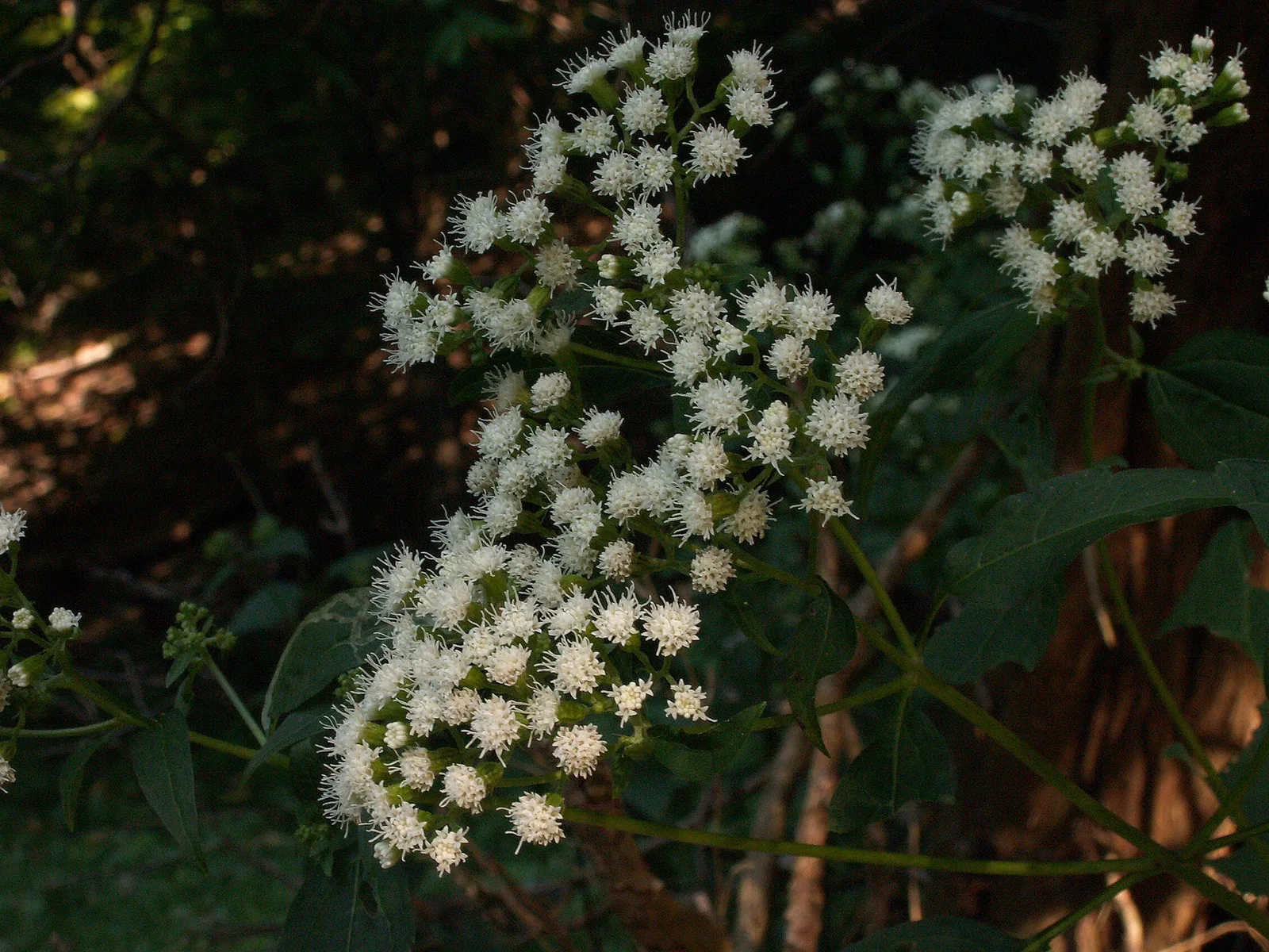 White Snakeroot