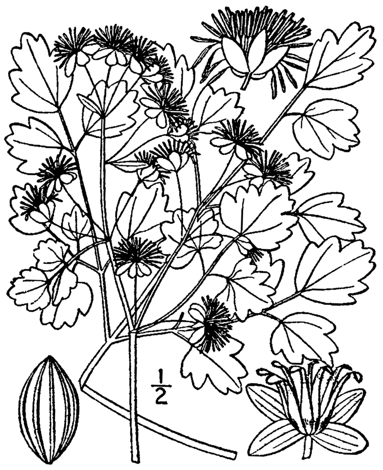 Early Meadow Rue