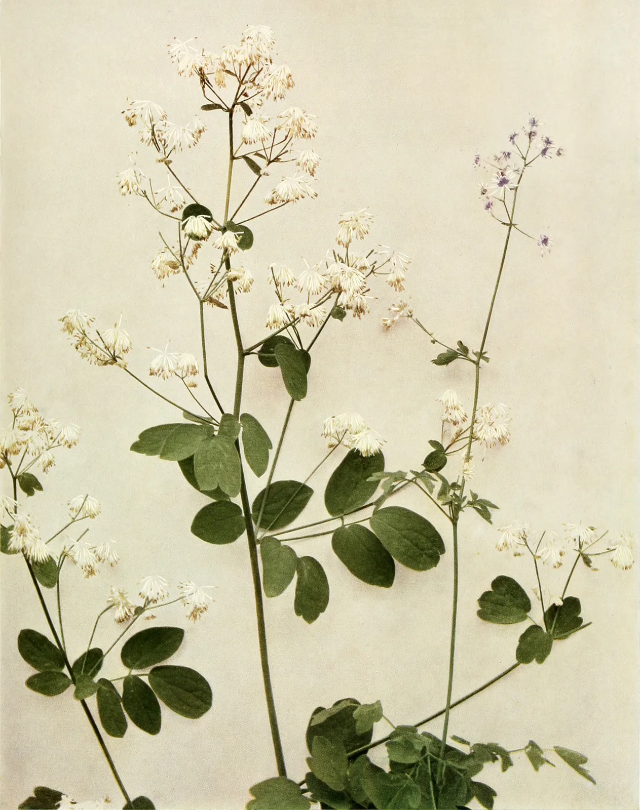 Tall Meadow Rue