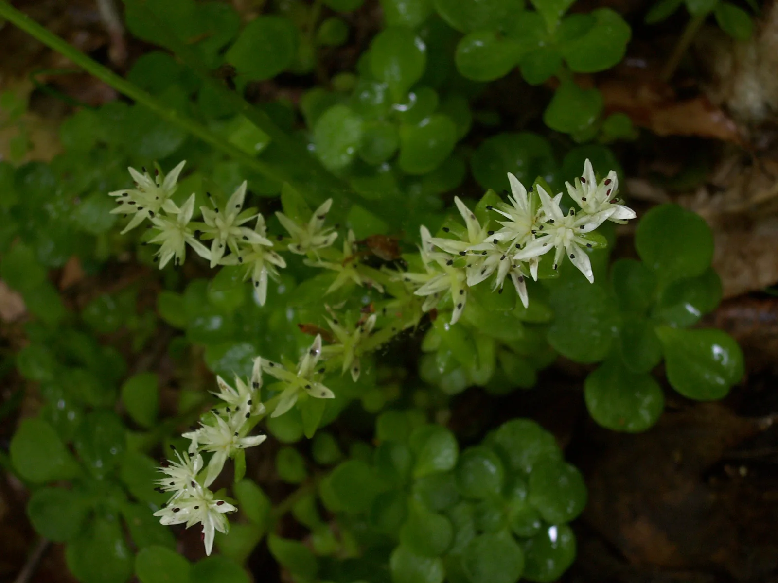 Wild Stonecrop