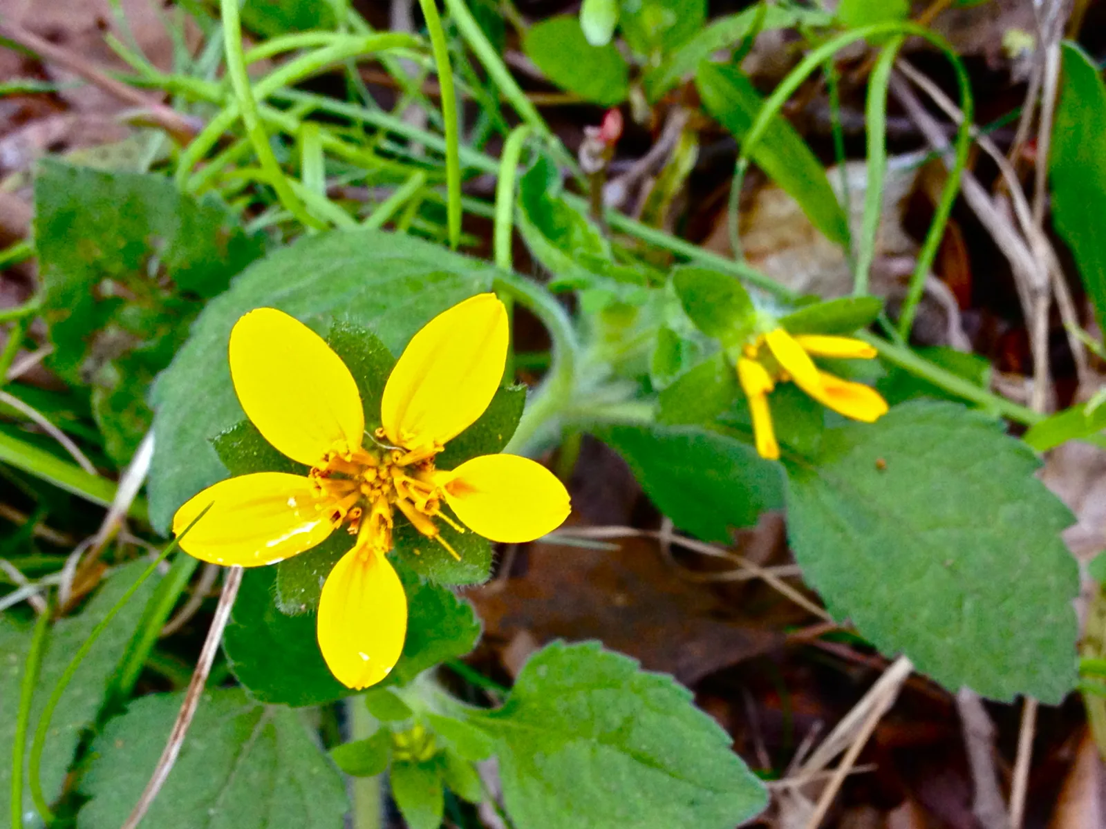 Green and Gold