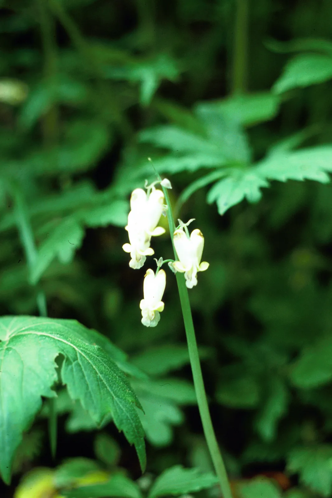 Squirrel Corn (Dicentra canadensis)