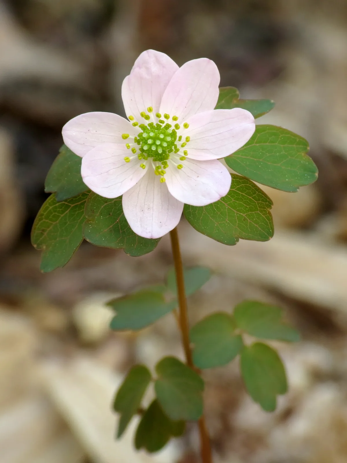 Rue Anemone