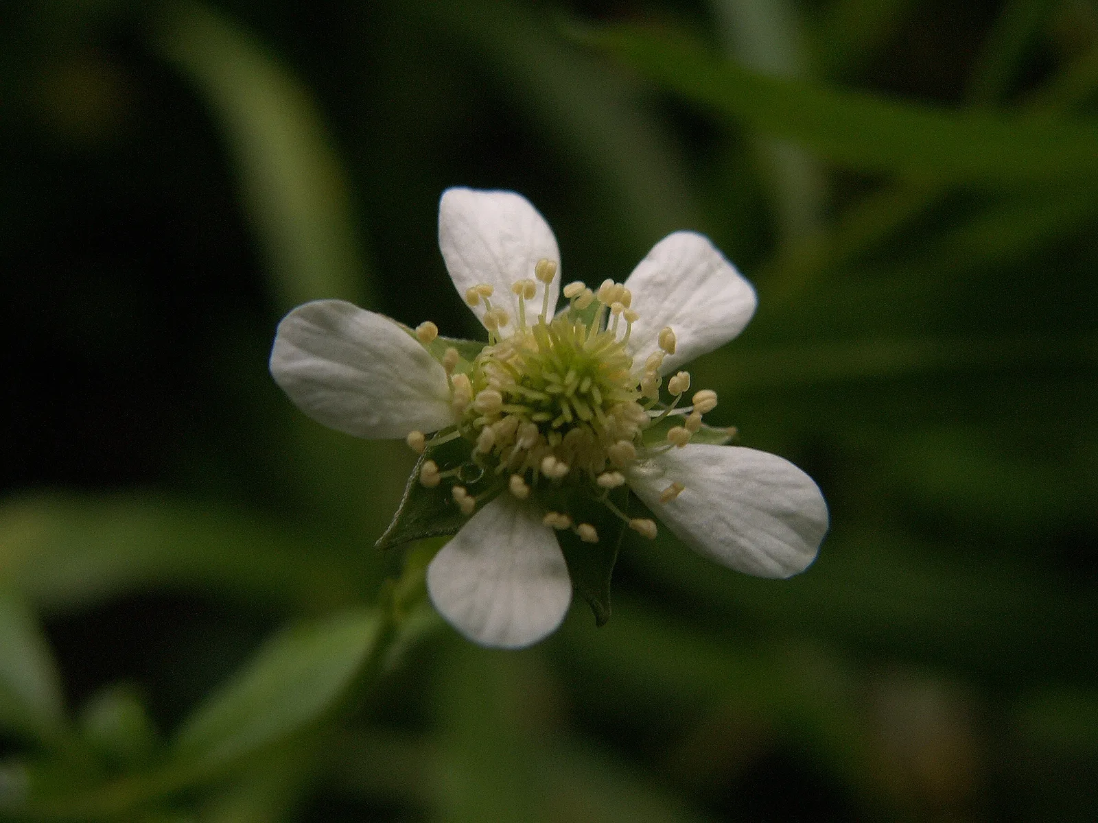 White Avens