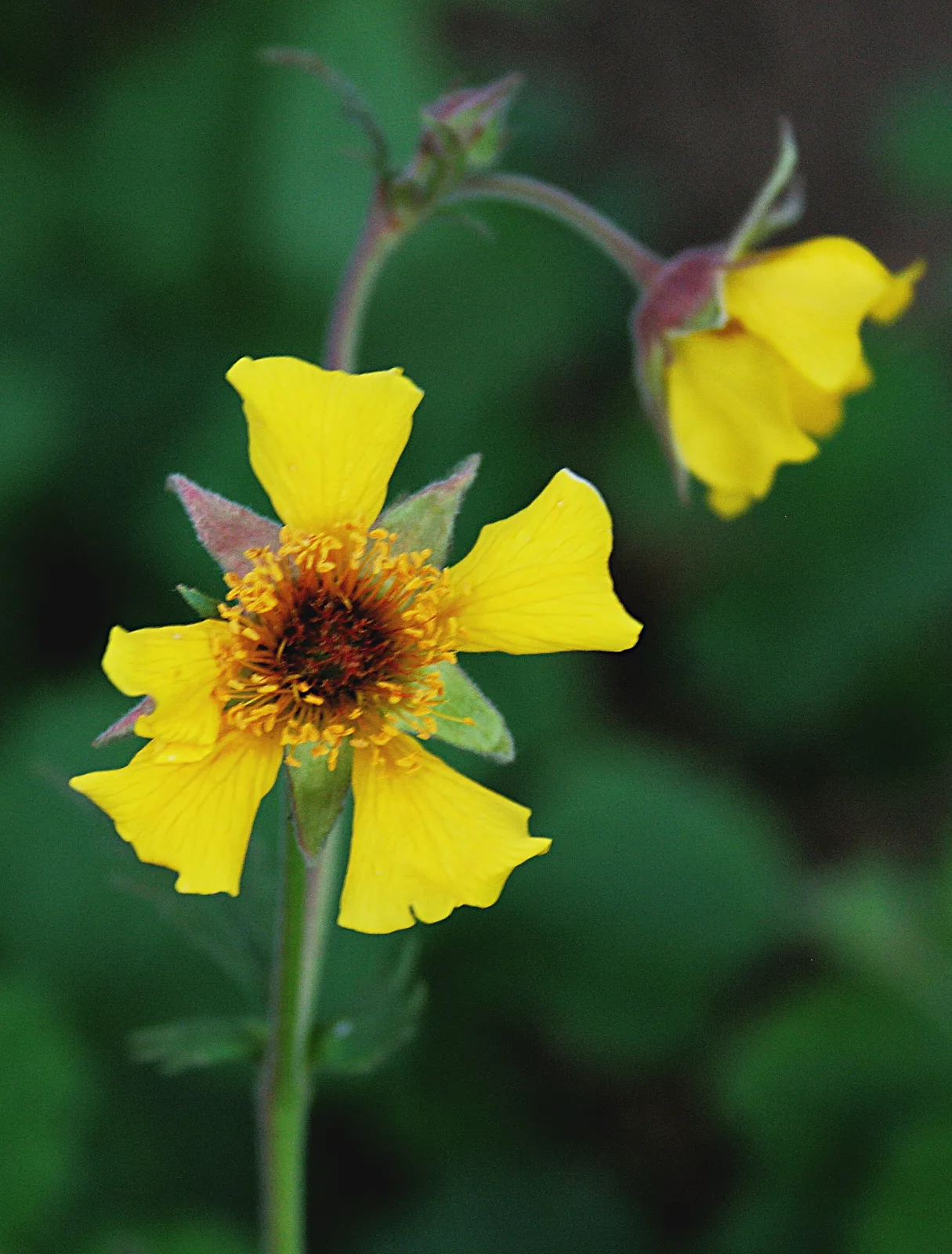 Yellow Avens