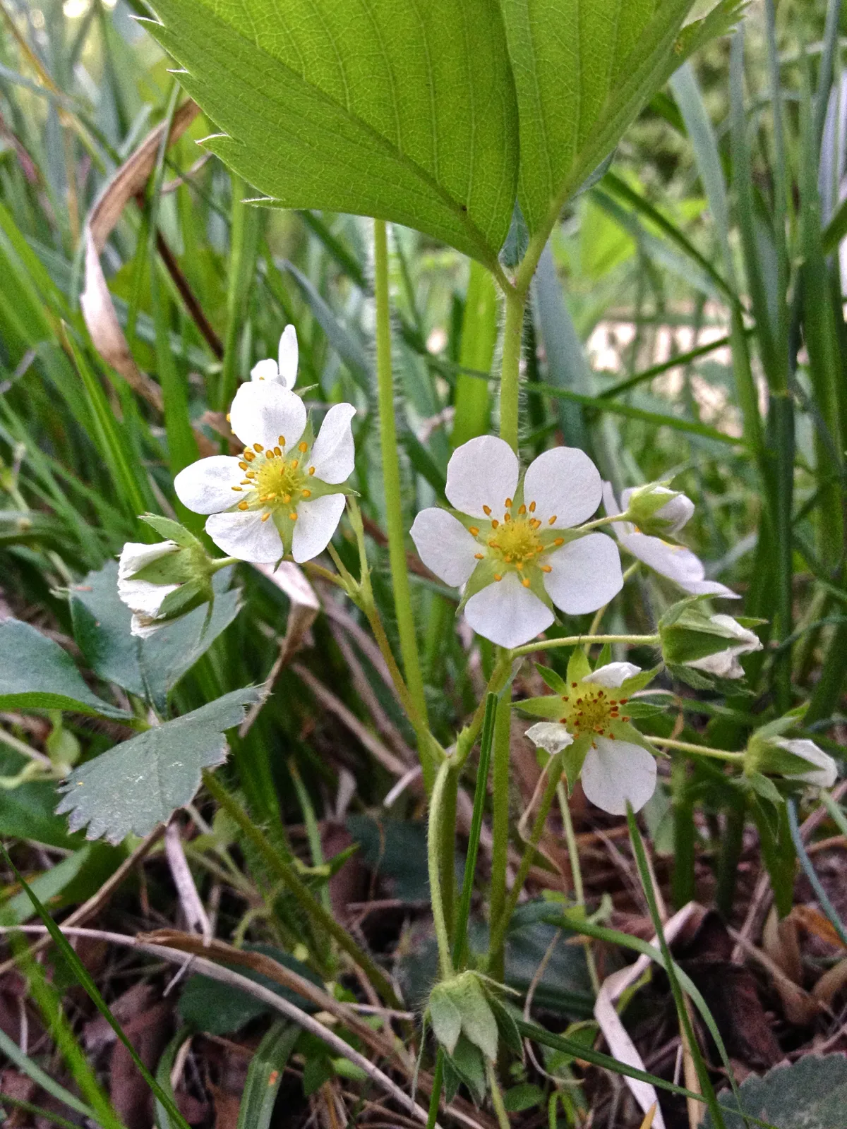 Virginia Strawberry (Fragaria virginiana)