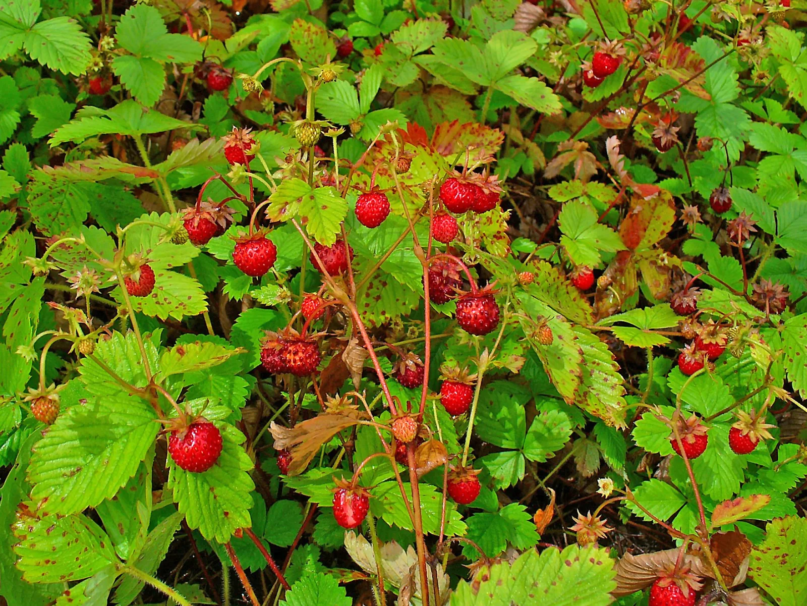Woodland Strawberry (Fragaria vesca)
