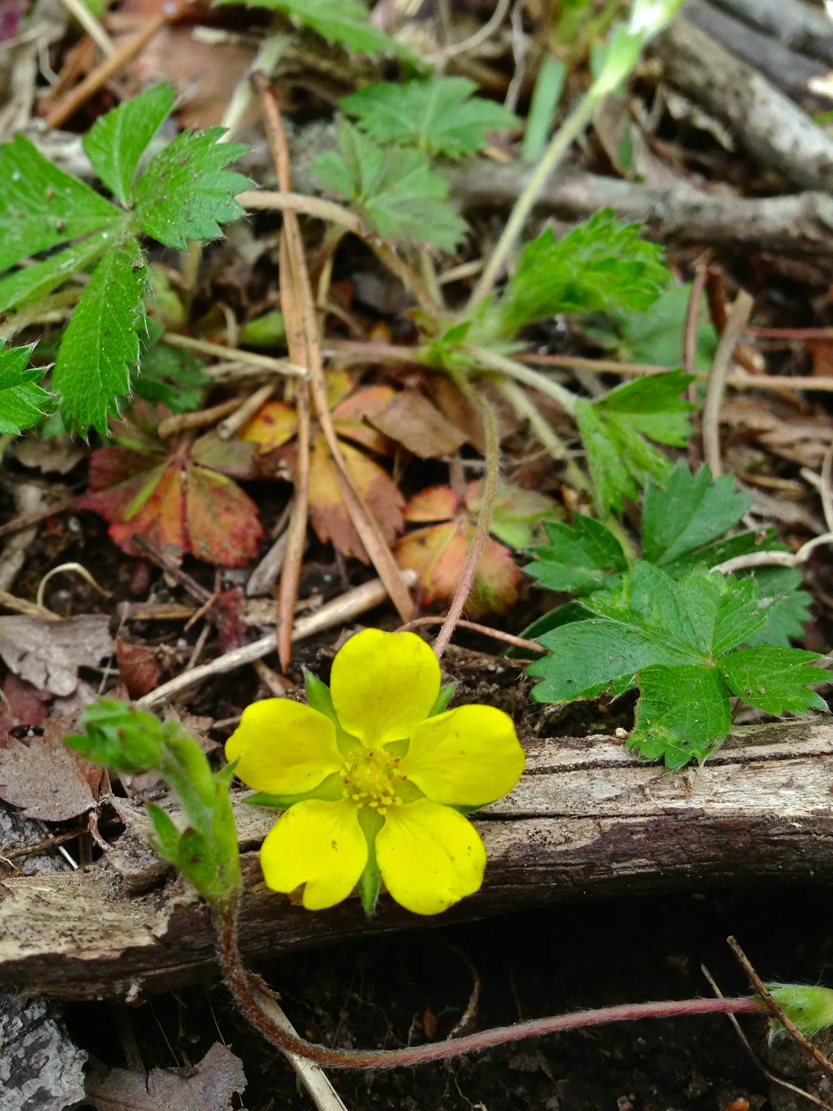 Dwarf Cinquefoil (Potentilla canadensis)